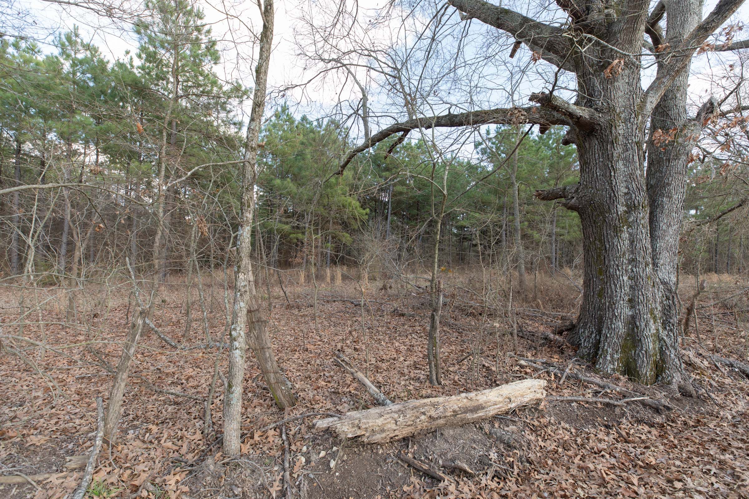 Wishing Star Ranch Tract 41 photo 17
