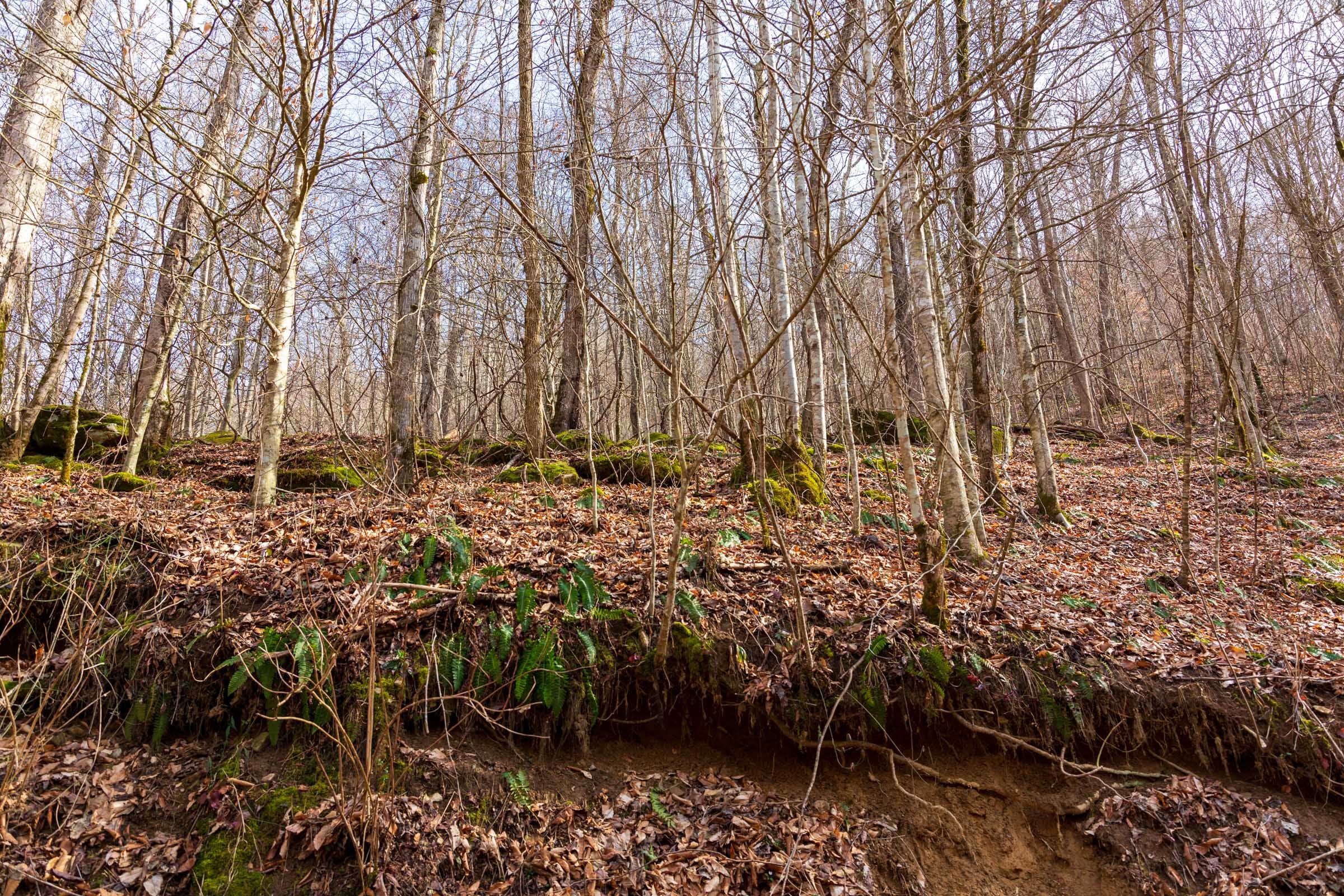 Blackstone Mountain Phase II Tract 63 photo 3