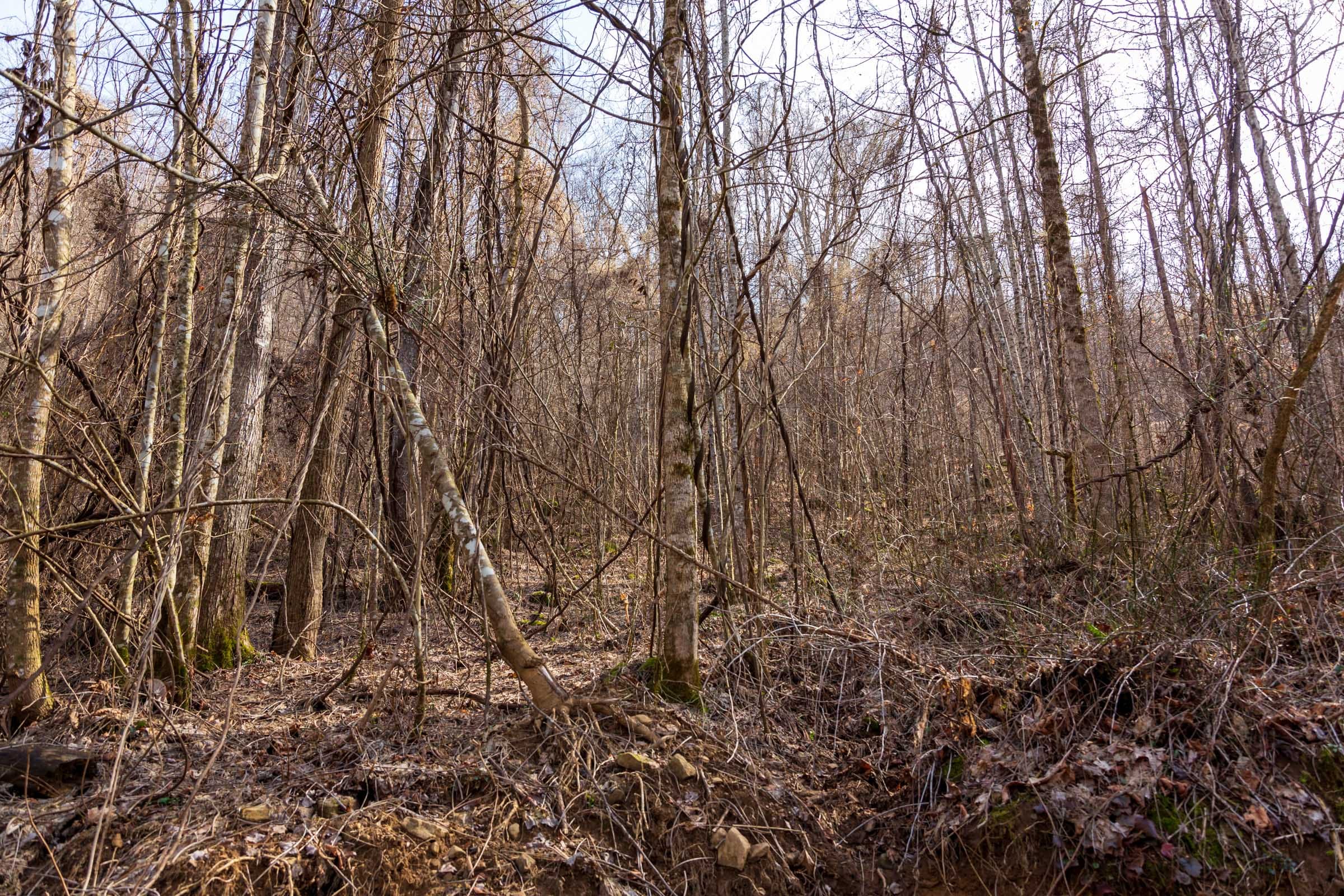Blackstone Mountain Phase II Tract 63 photo 8