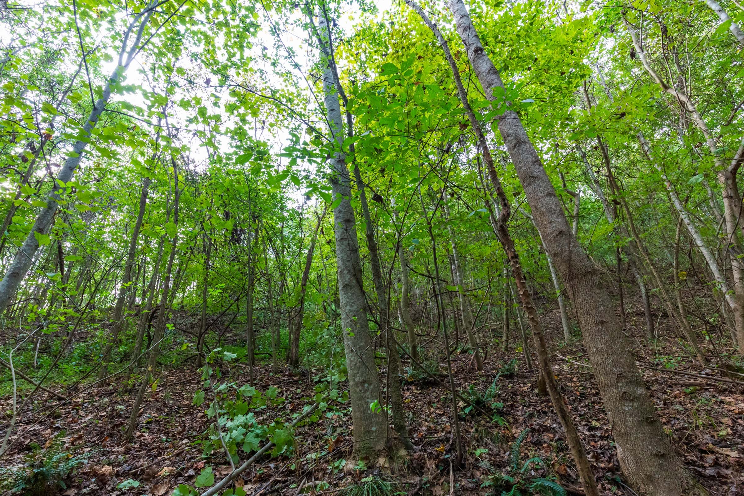 Redemption Ridge Tract 18 photo 3