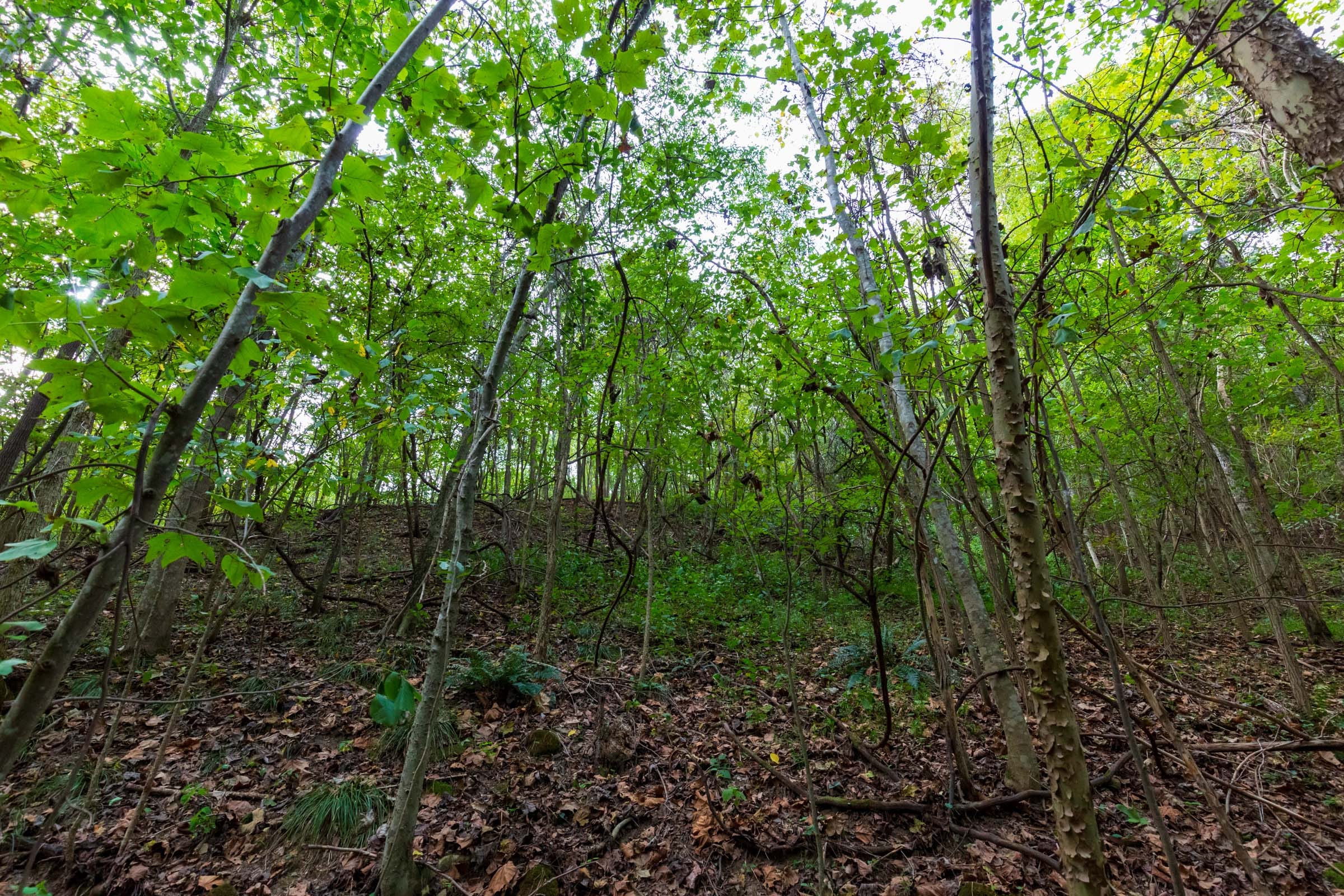 Redemption Ridge Tract 18 photo 5