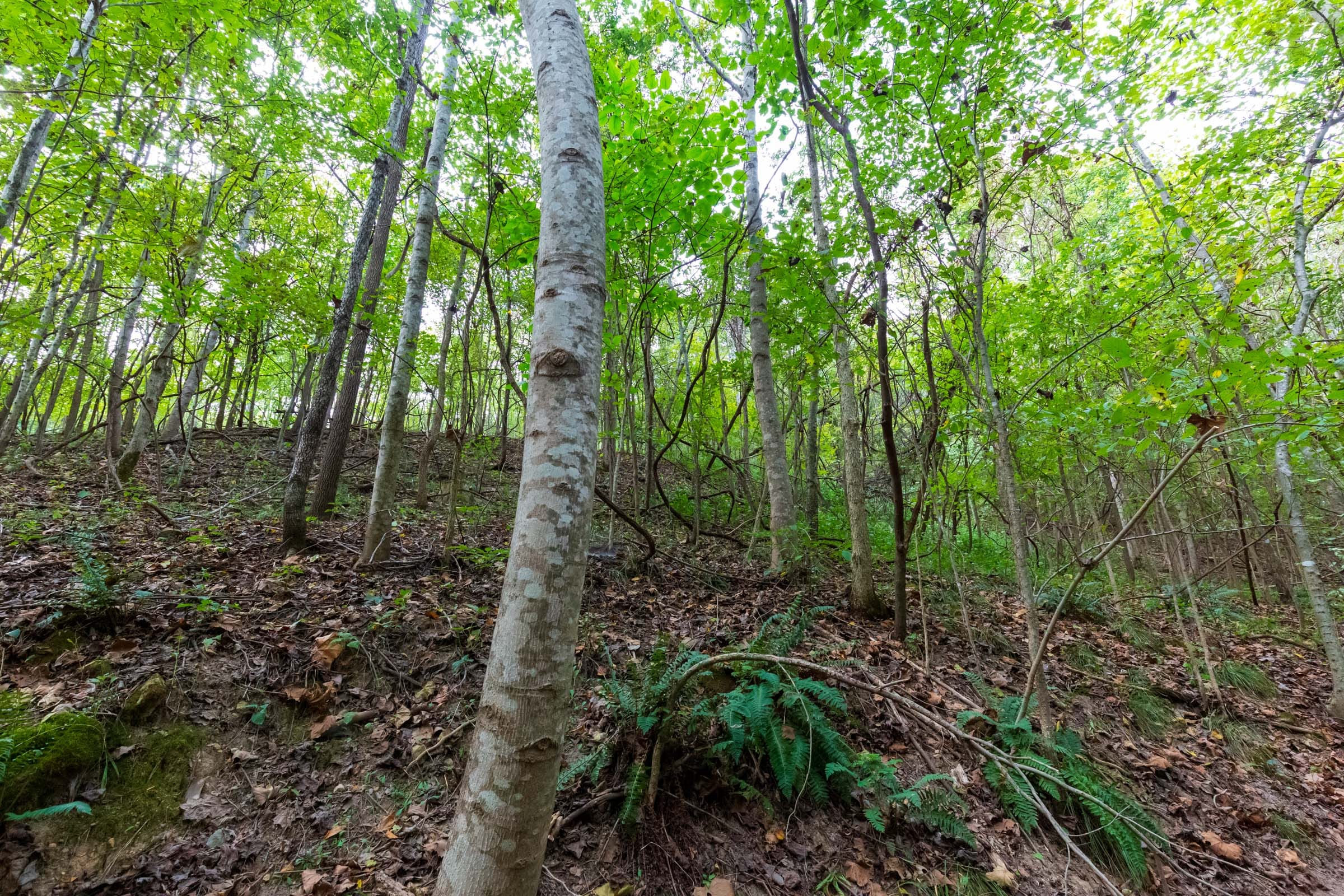 Redemption Ridge Tract 18 photo 4