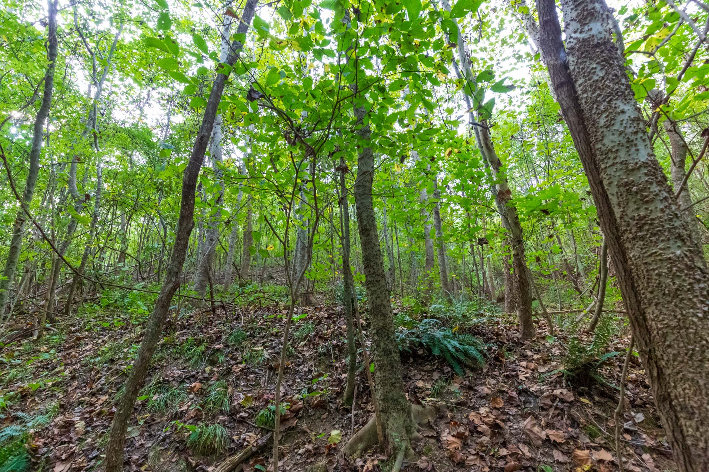 Redemption Ridge Tract 18 photo 10