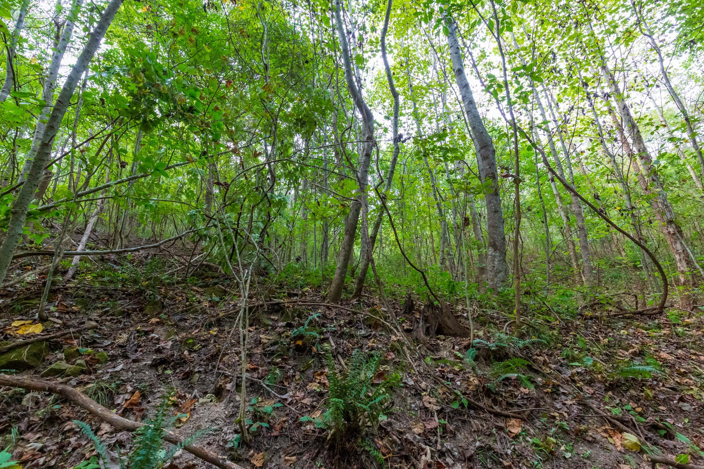Redemption Ridge Tract 18 photo 12