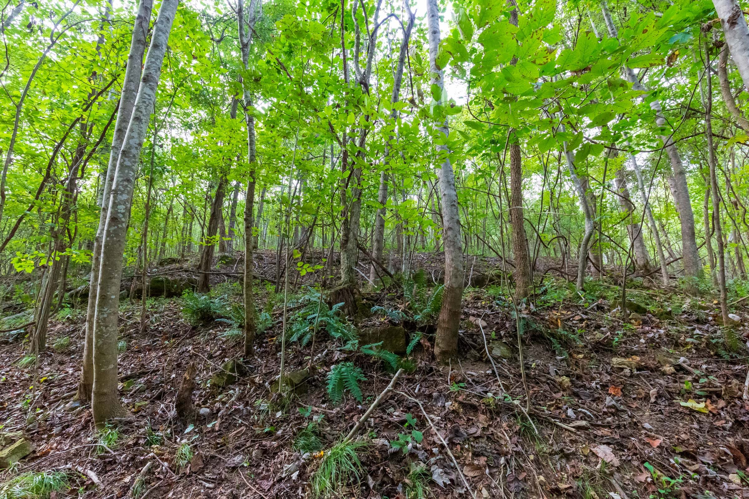 Redemption Ridge Tract 18 photo 14