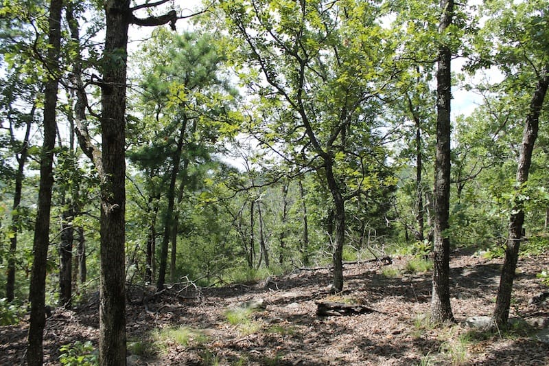 Trophy Ridge Phase III Tract 20 photo 5