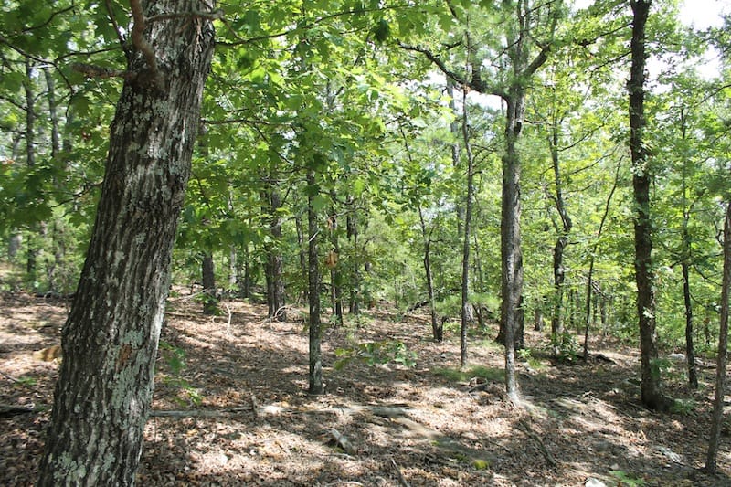 Trophy Ridge Phase III Tract 20 photo 6