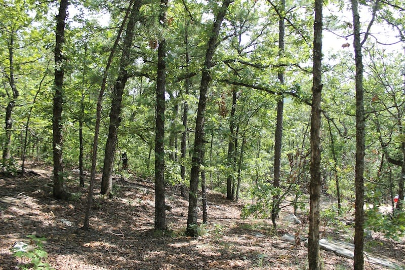 Trophy Ridge Phase III Tract 20 photo 7