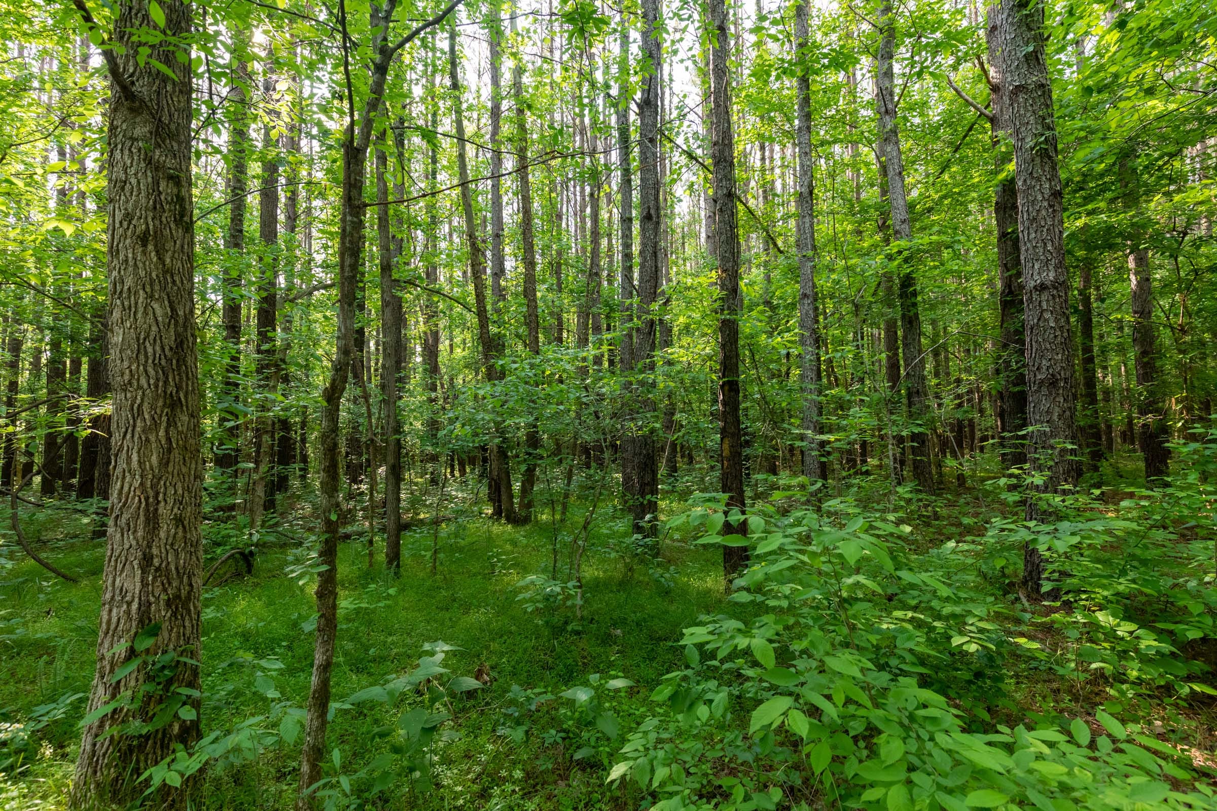 Cedar Creek Tract 36 photo 2
