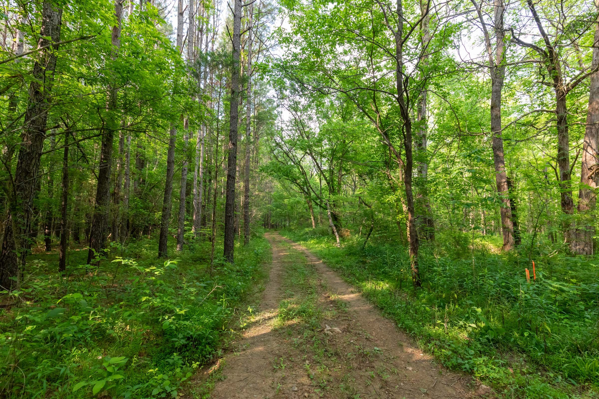 Cedar Creek Tract 36 photo 5