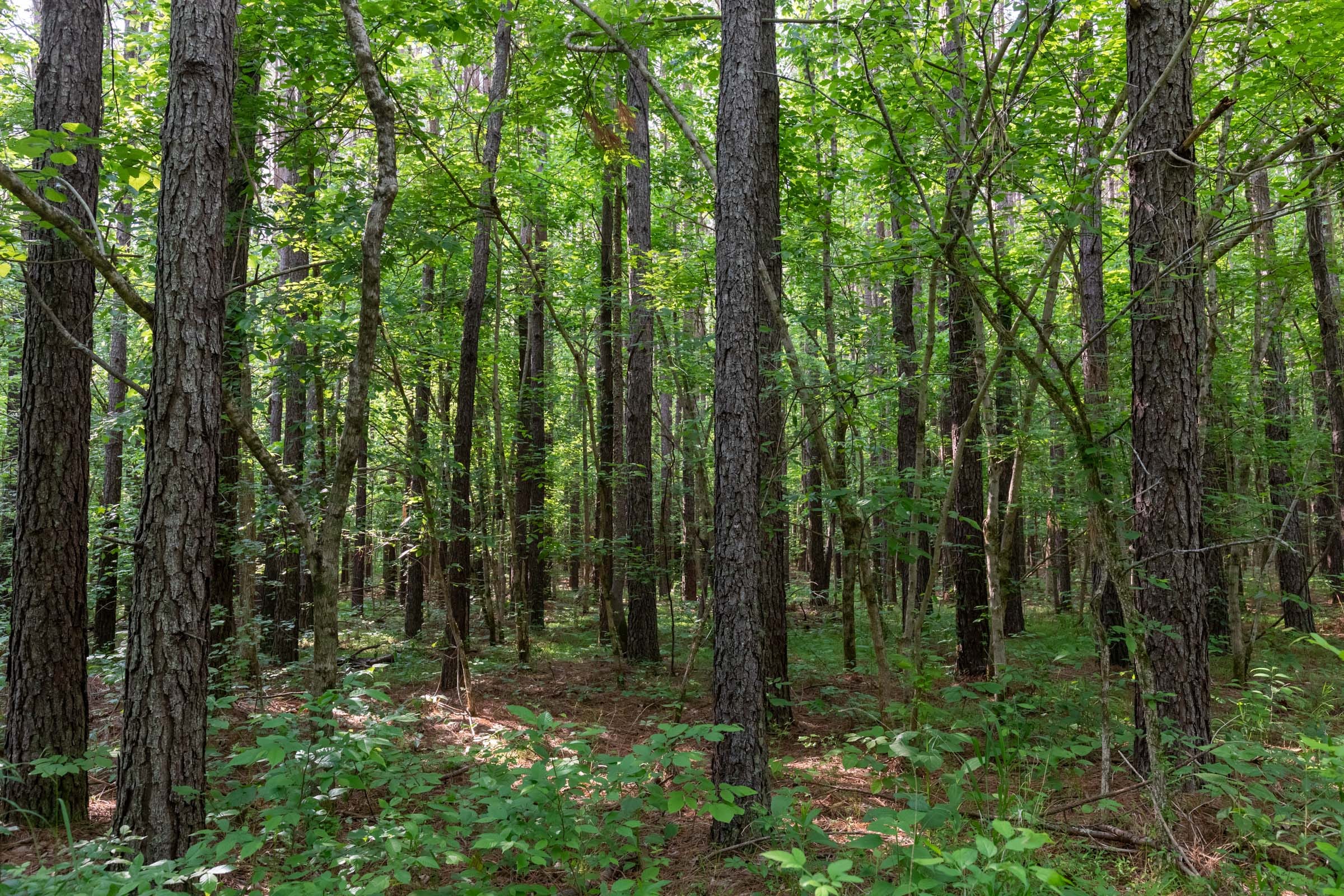 Cedar Creek Tract 36 photo 3