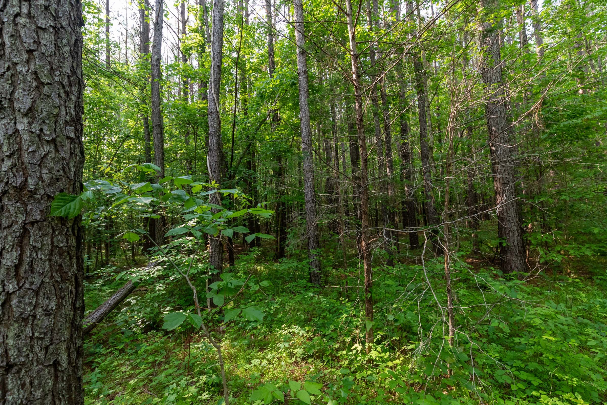 Cedar Creek Tract 36 photo 4
