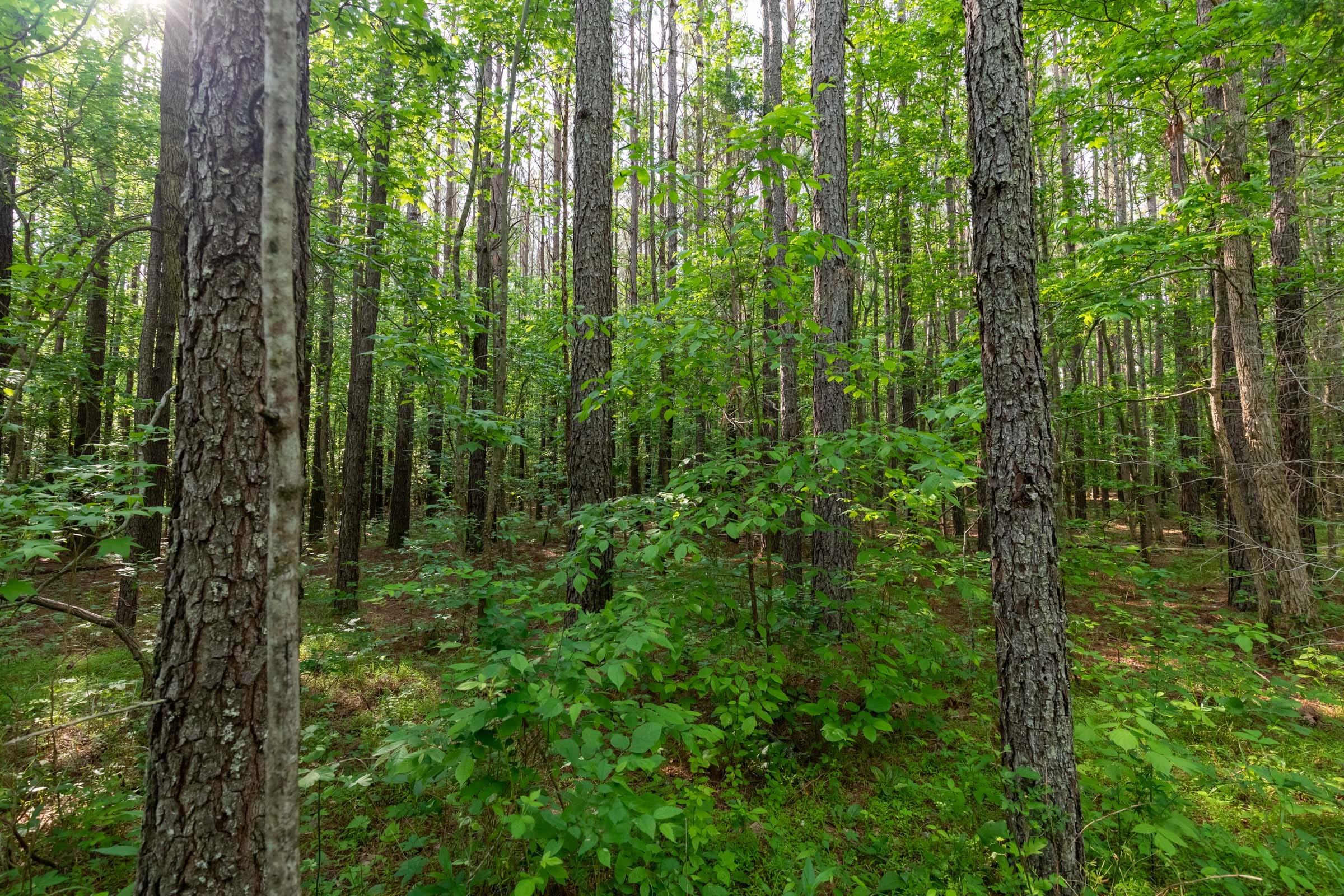 Cedar Creek Tract 36 photo 6