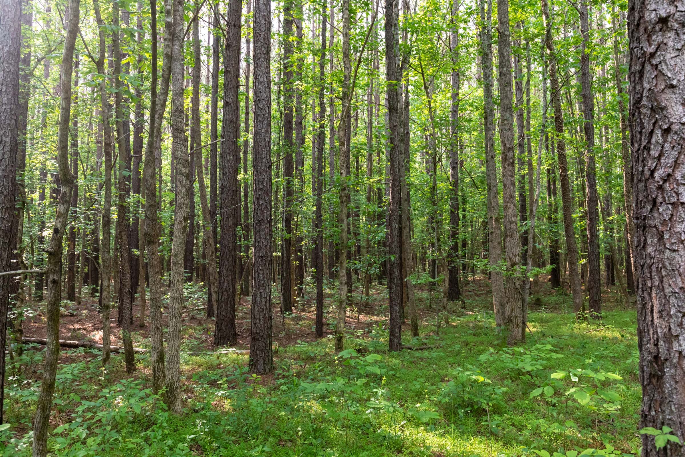 Cedar Creek Tract 36 photo 7