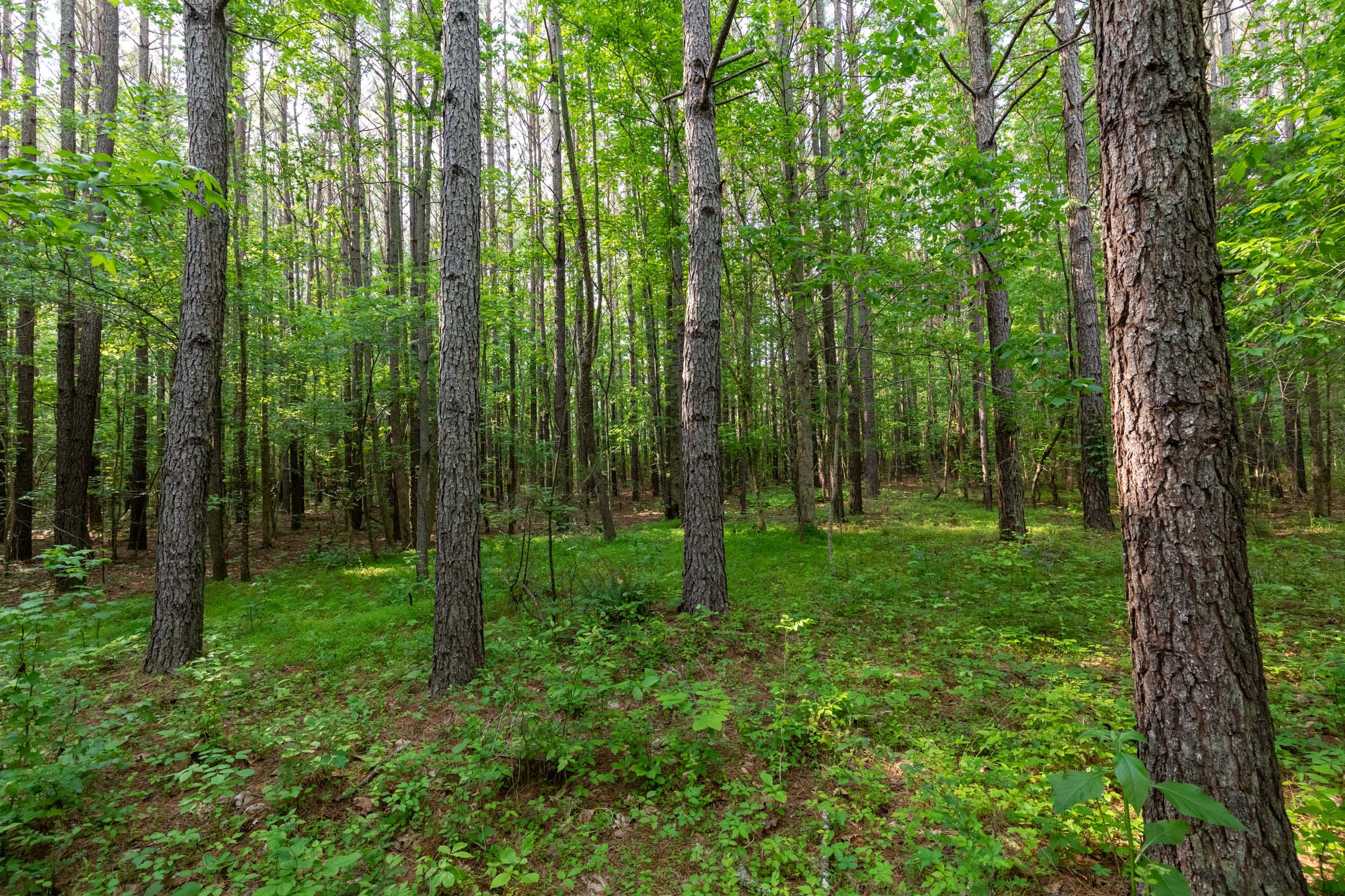Cedar Creek Tract 36 photo 8