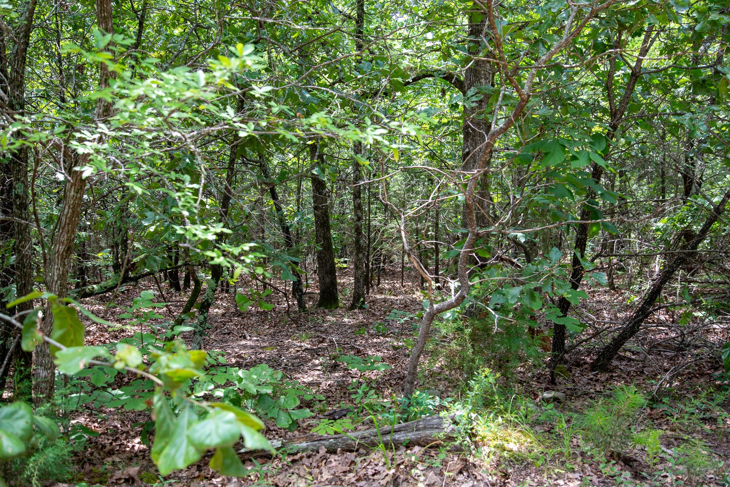 Tyler Stone Ranch Tract 24 photo 4