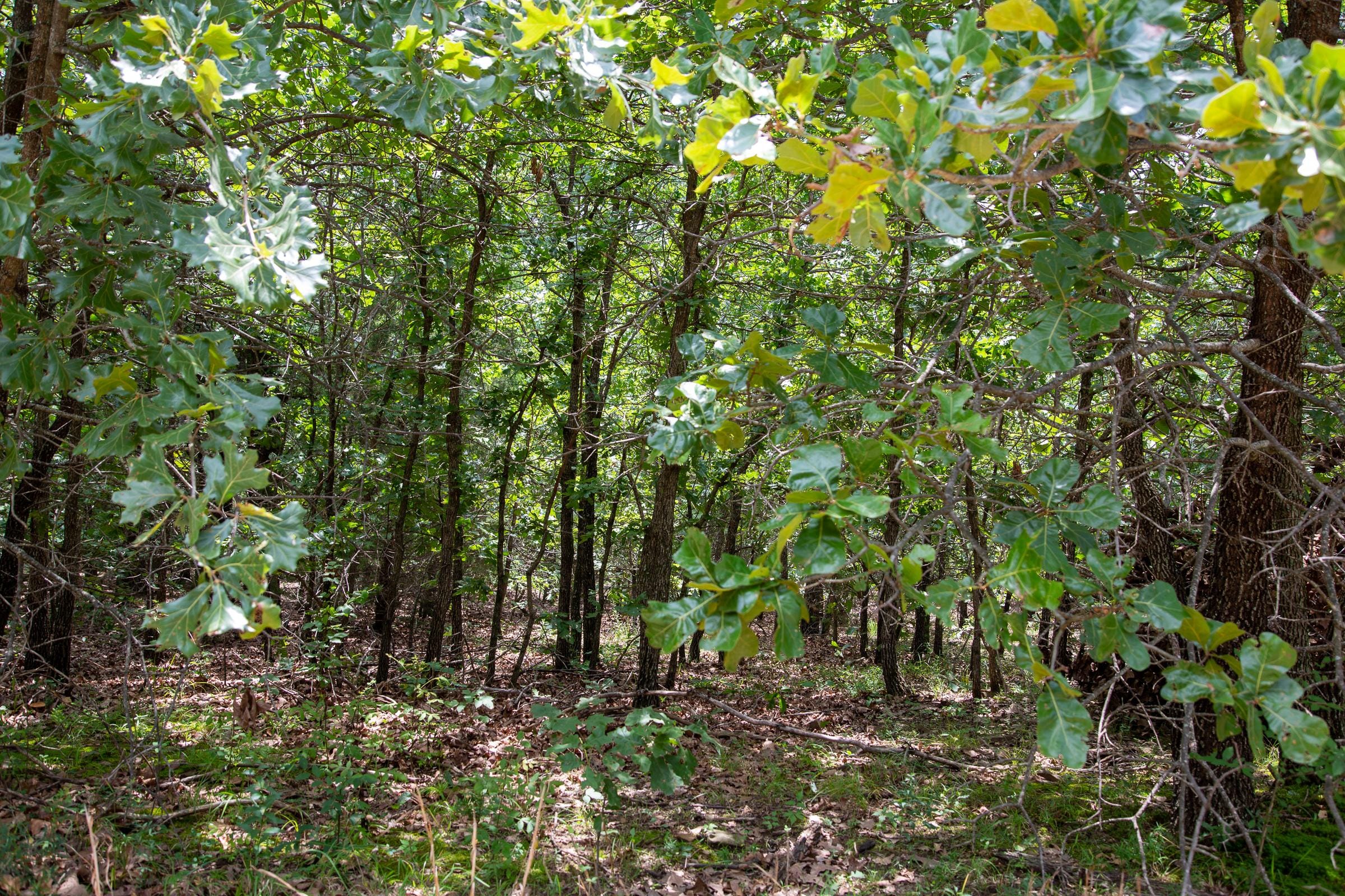 Tyler Stone Ranch Tract 24 photo 7