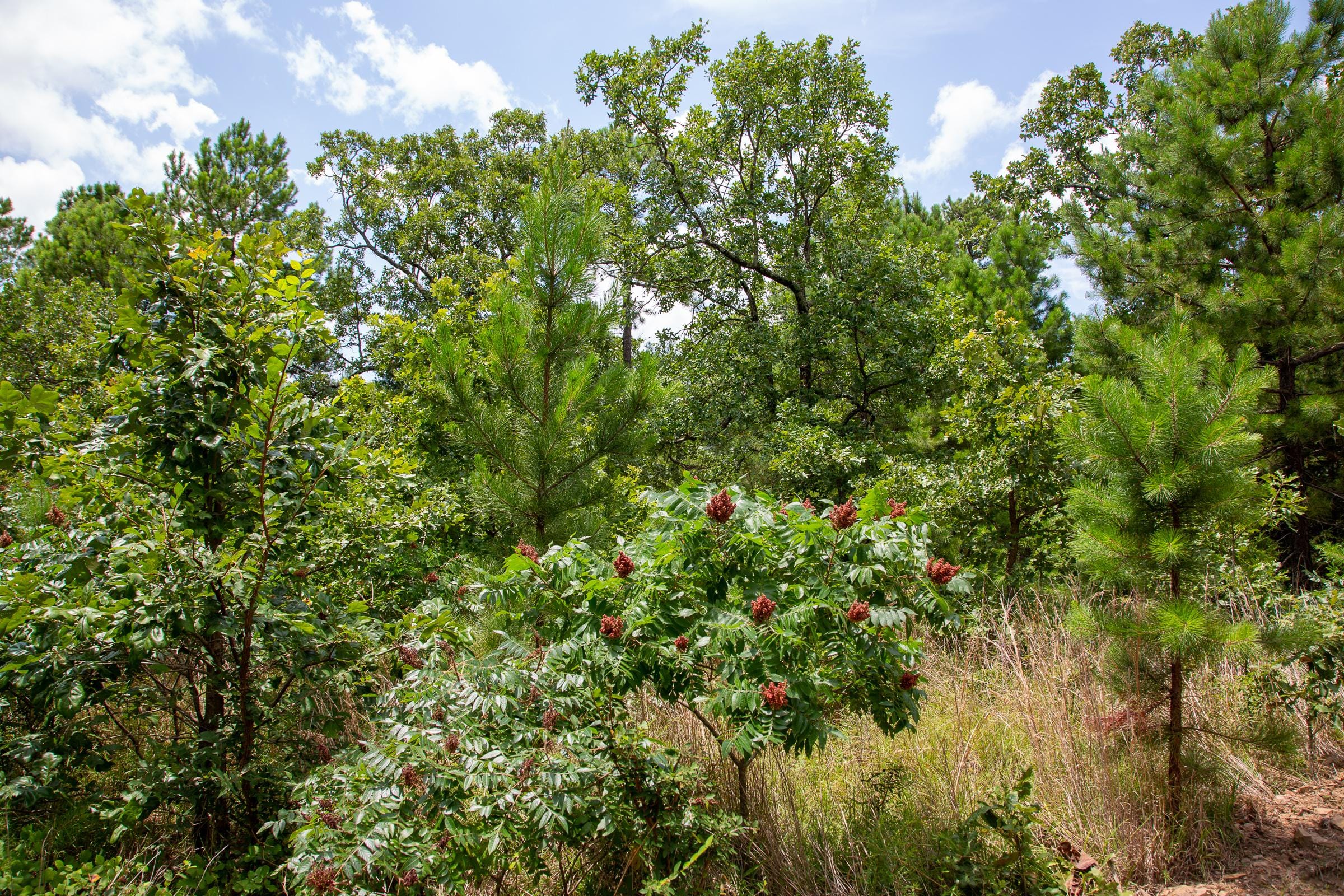 Tyler Stone Ranch Tract 24 photo 12