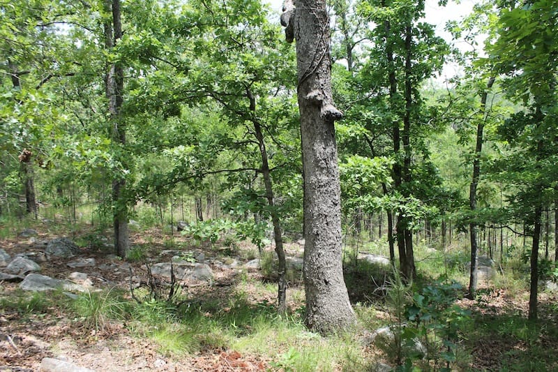 Indian Ridge – Phase II Tract 60 photo 2