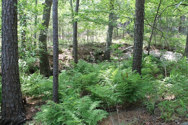 Indian Ridge – Phase II Tract 60 photo 6