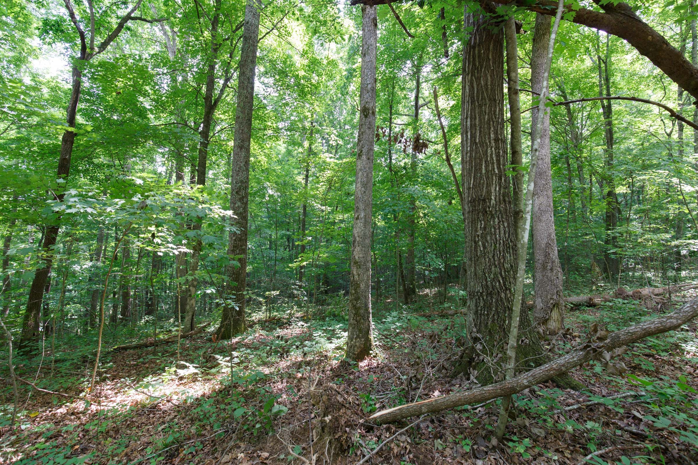 Rolling Hills Tract 16 photo 5