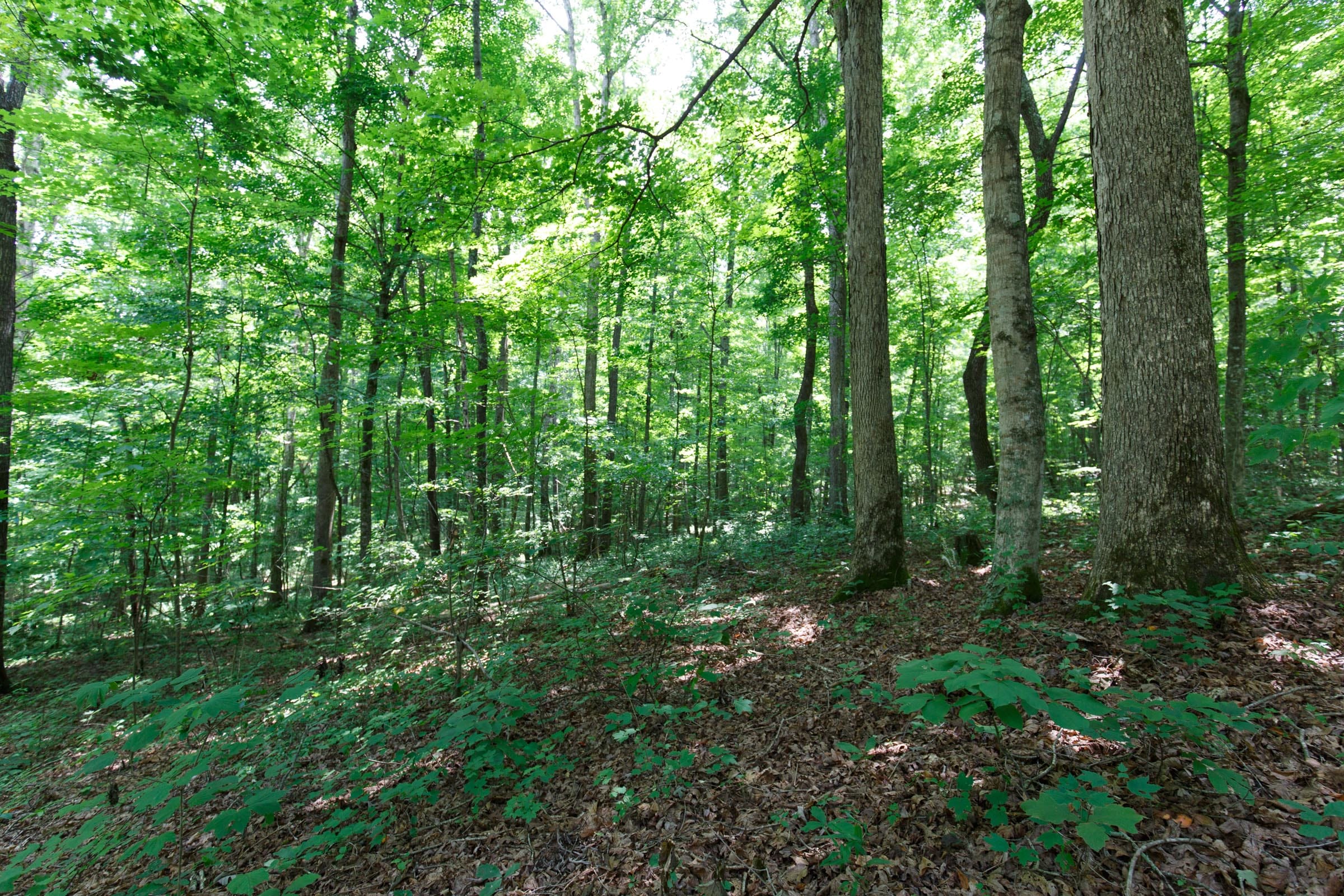 Rolling Hills Tract 16 photo 11