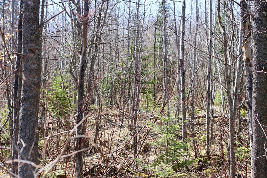 Abby Point Tract 8 photo 1
