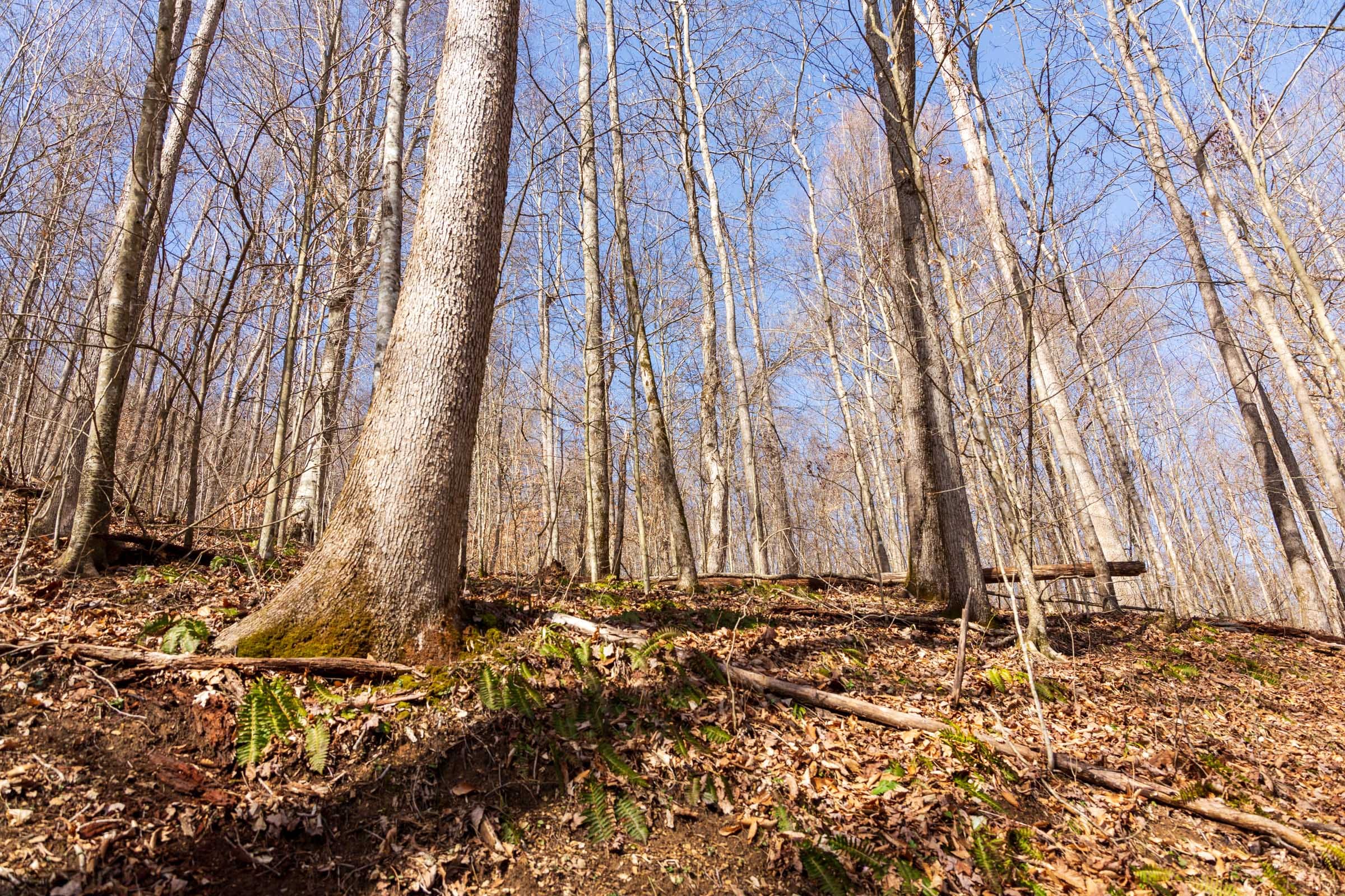 Blackstone Mountain Phase II Tract 80 photo 4