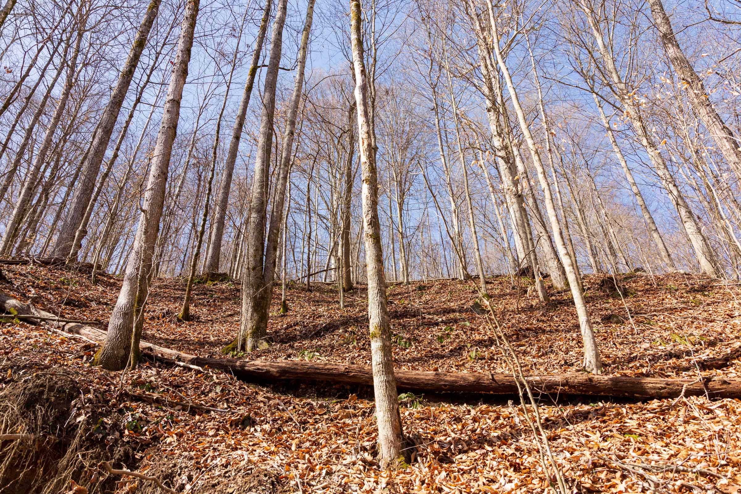 Blackstone Mountain Phase II Tract 80 photo 8