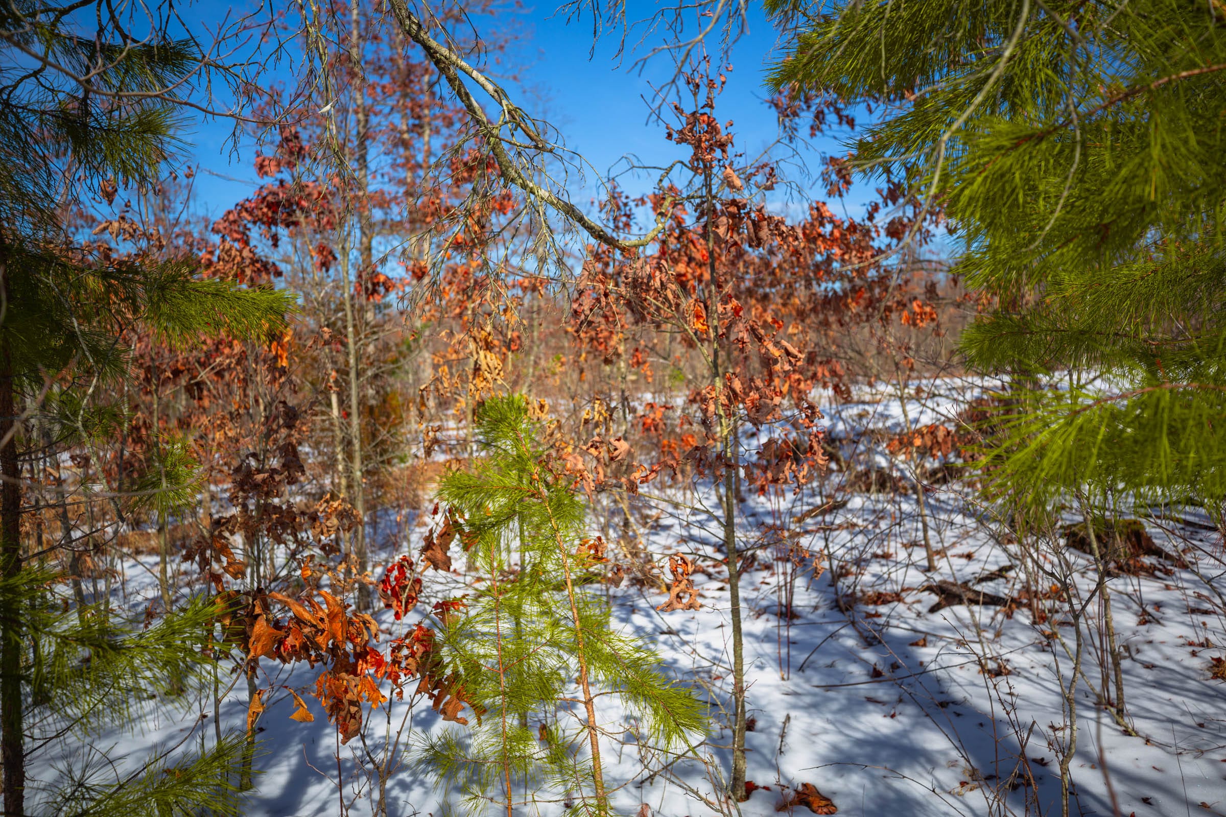 Sleepy Hollow Phase I Tract 59 photo 16