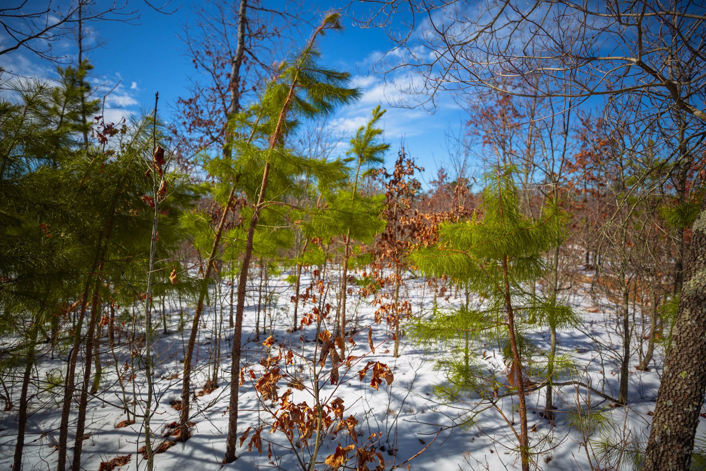Sleepy Hollow Phase I Tract 59 photo 9
