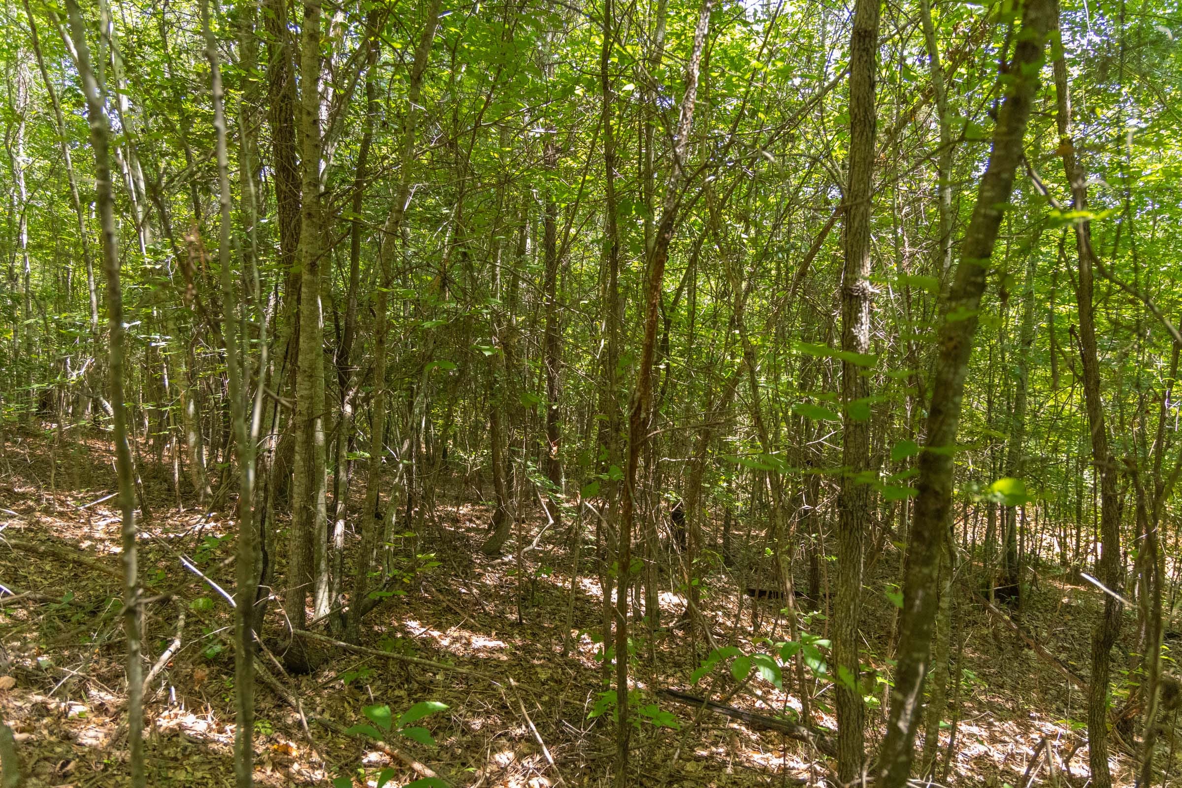 Olive Hill Tract 2 photo 11