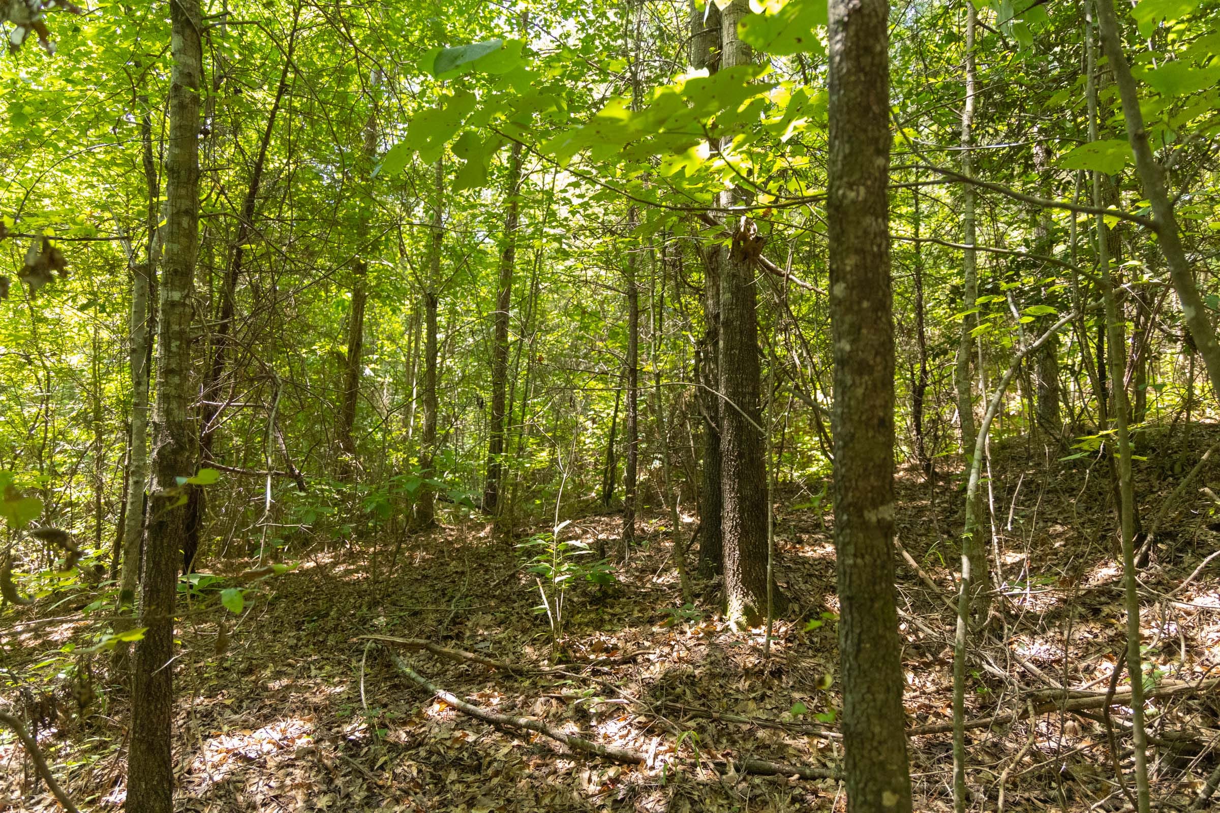 Olive Hill Tract 2 photo 10