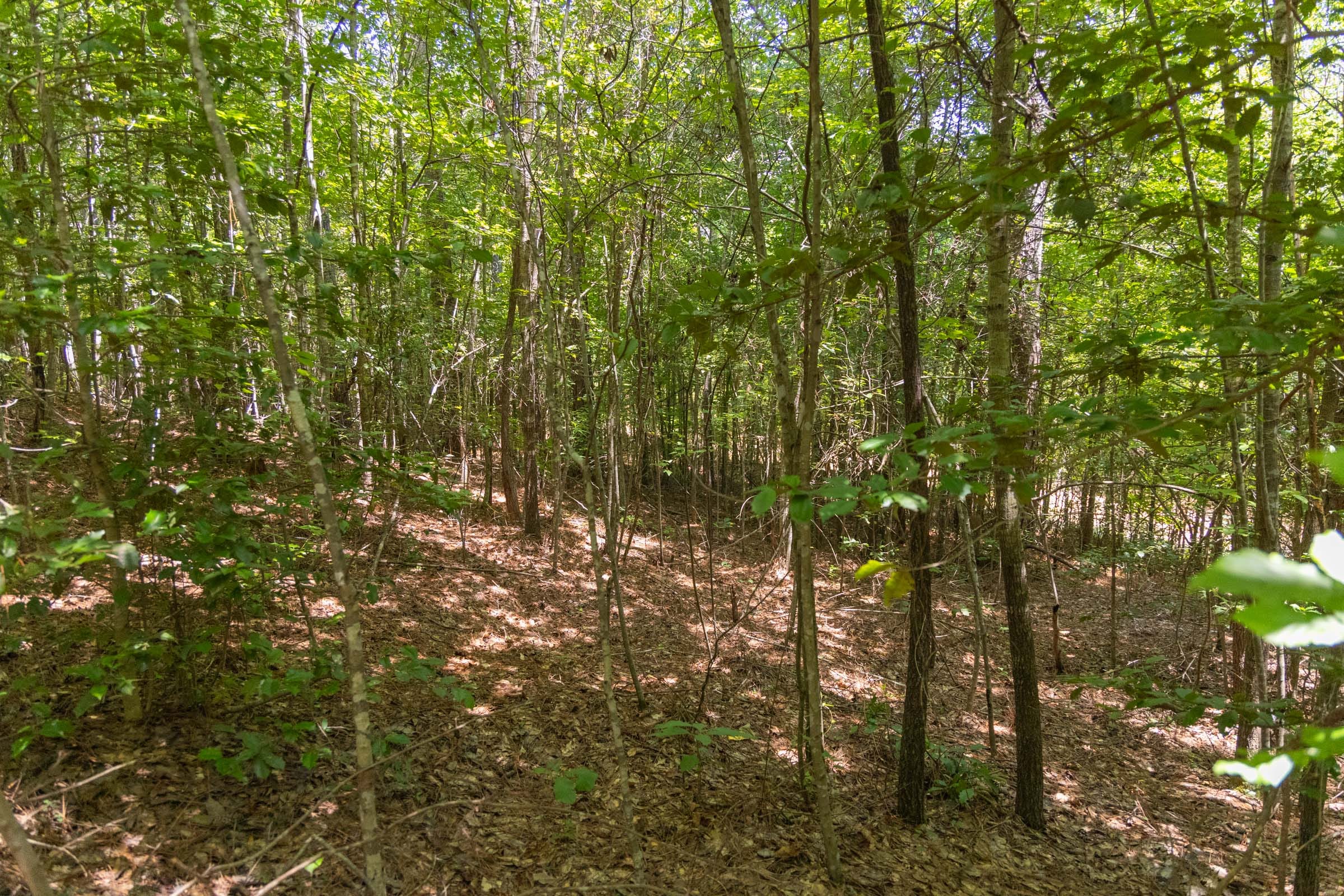 Olive Hill Tract 2 photo 9