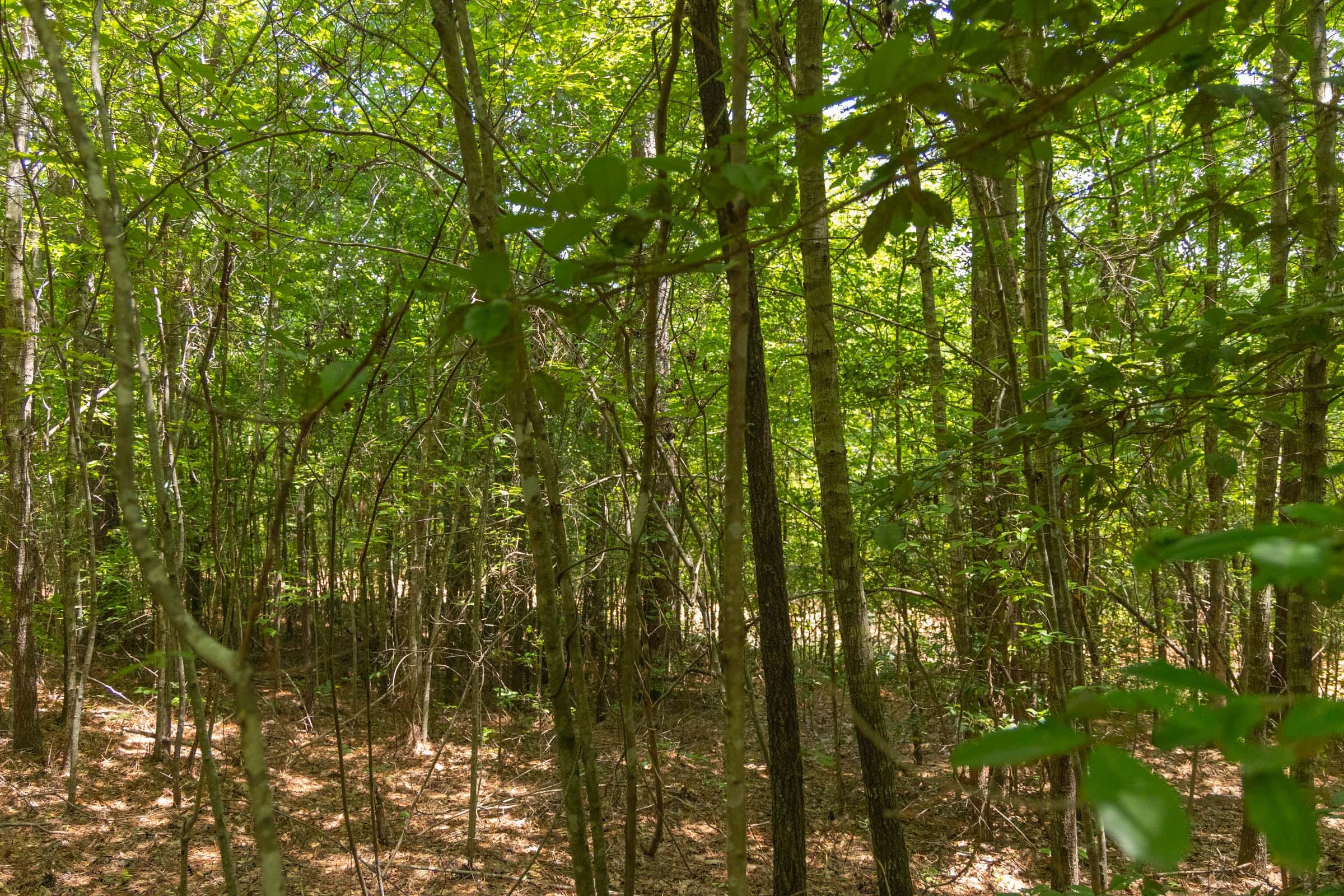 Olive Hill Tract 2 photo 8