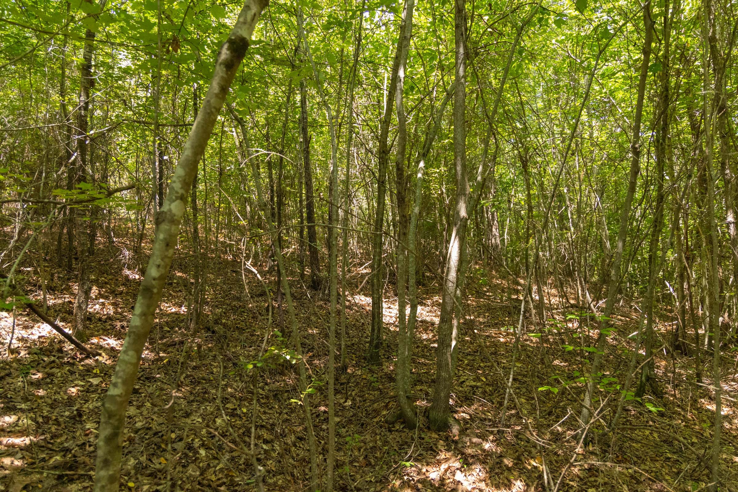 Olive Hill Tract 2 photo 5