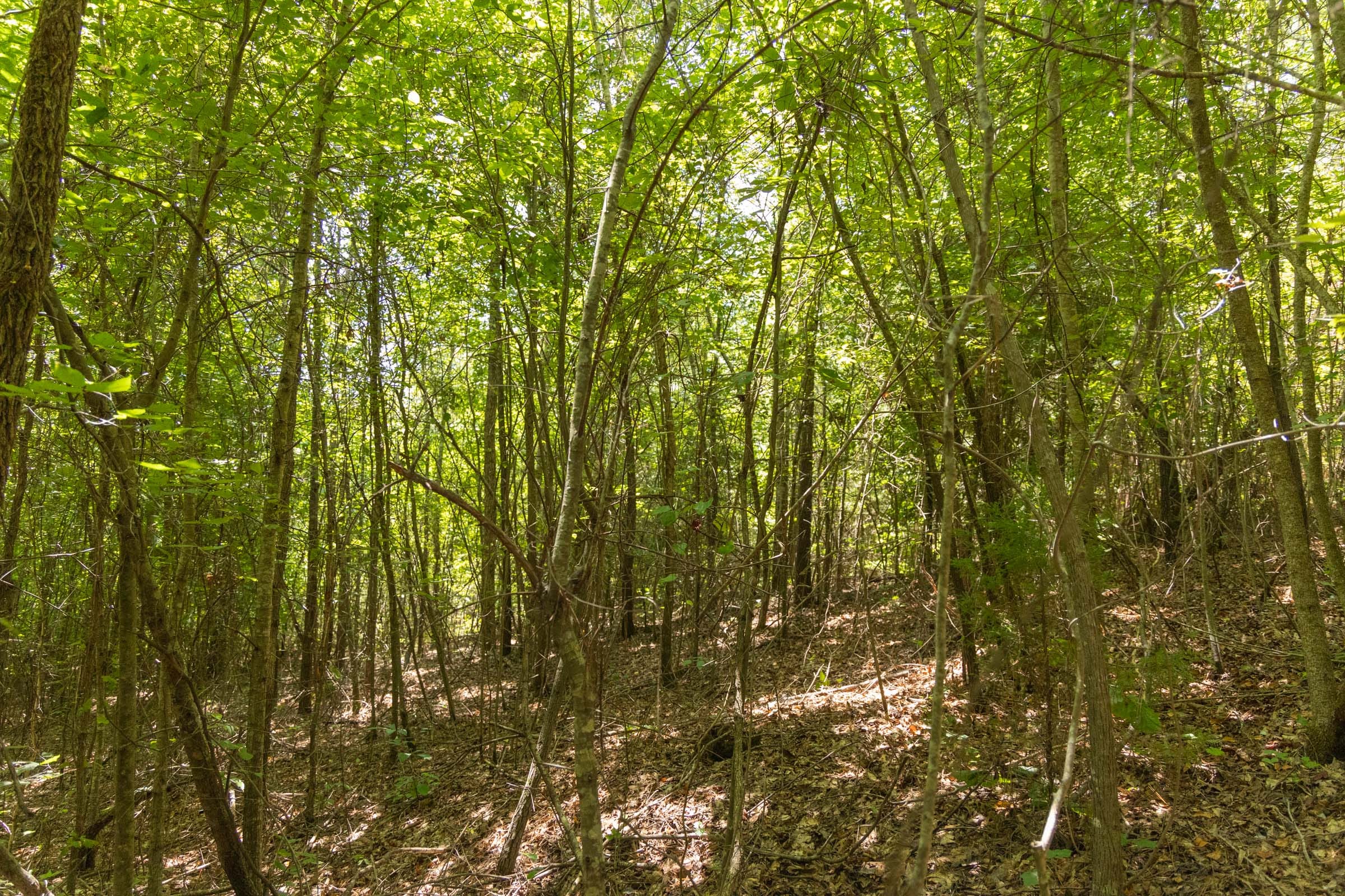 Olive Hill Tract 2 photo 4