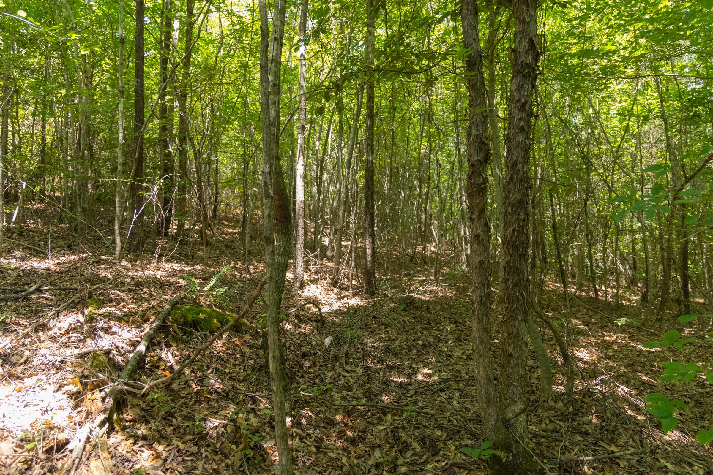 Olive Hill Tract 2 photo 3