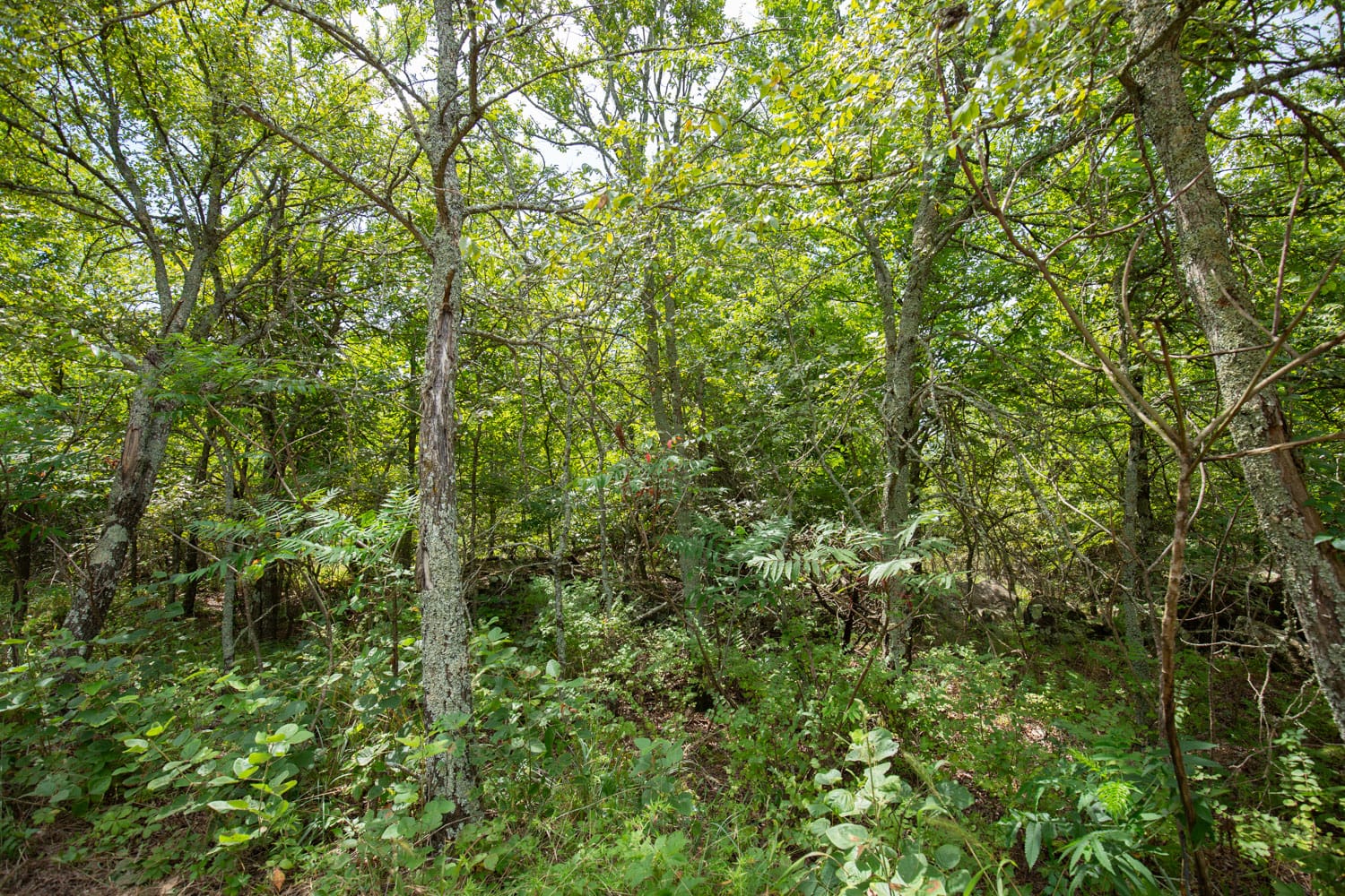 Timber Ridge Tract 43 photo 4