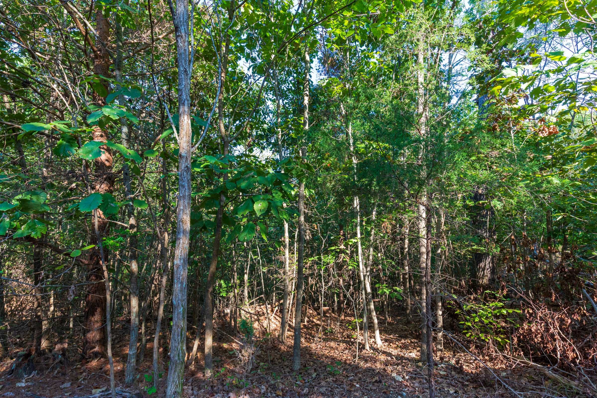 Redemption Ridge Tract 4 photo 6