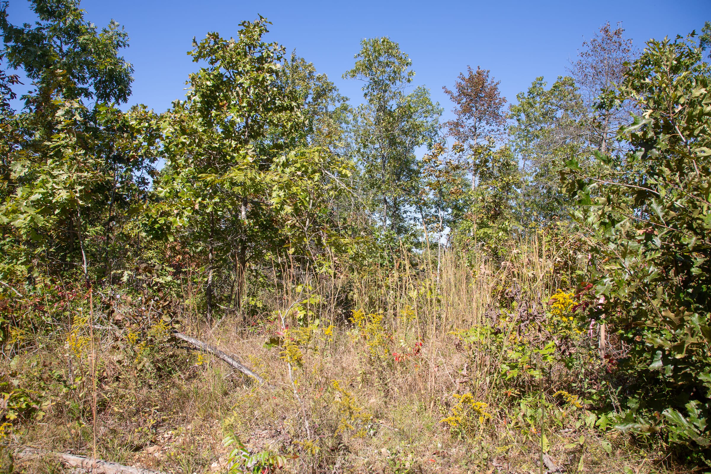 Borgmann’s Hollow Phase III Tract 99 photo 2