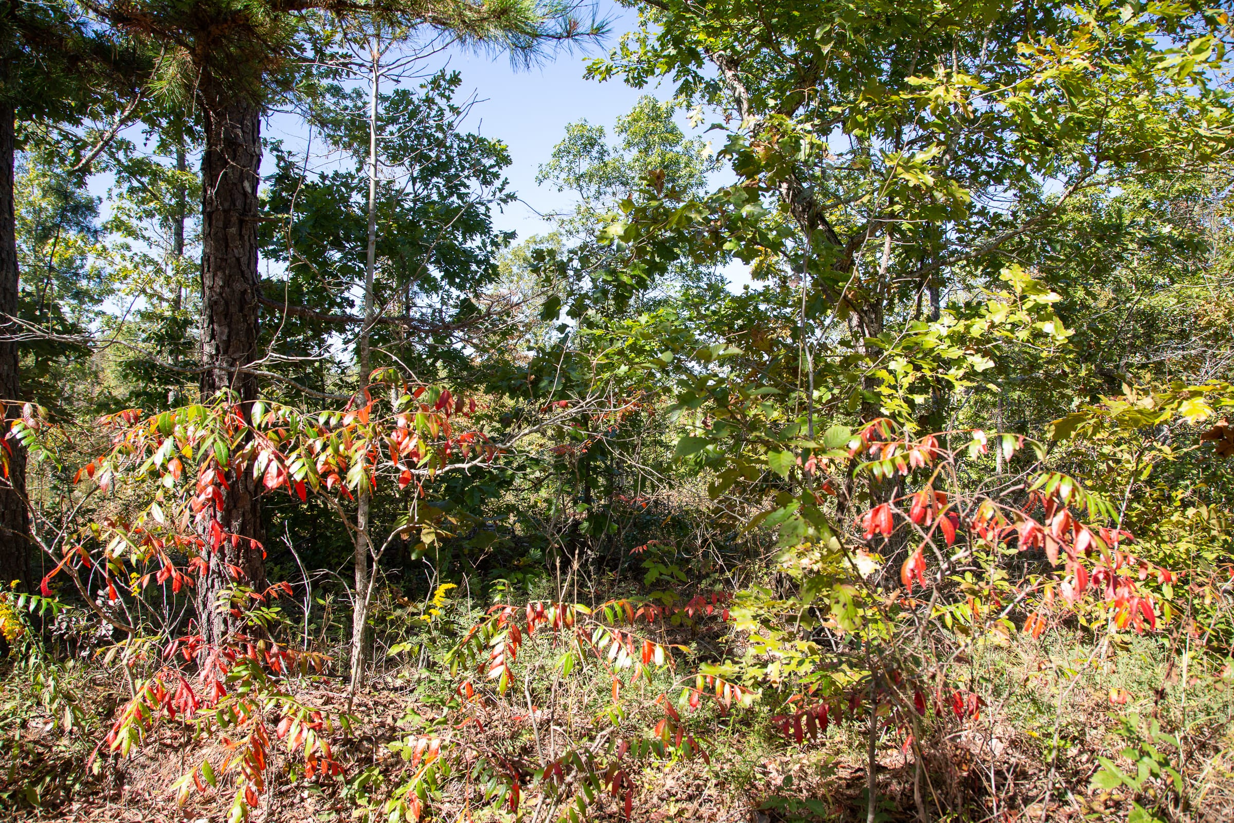Borgmann’s Hollow Phase III Tract 99 photo 4