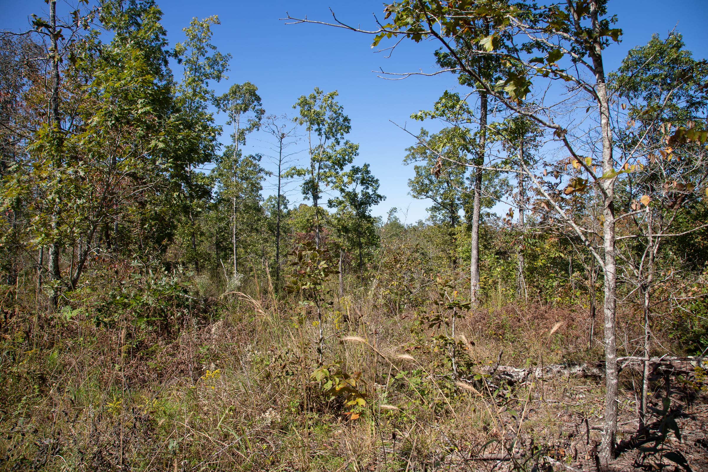 Borgmann’s Hollow Phase III Tract 99 photo 6