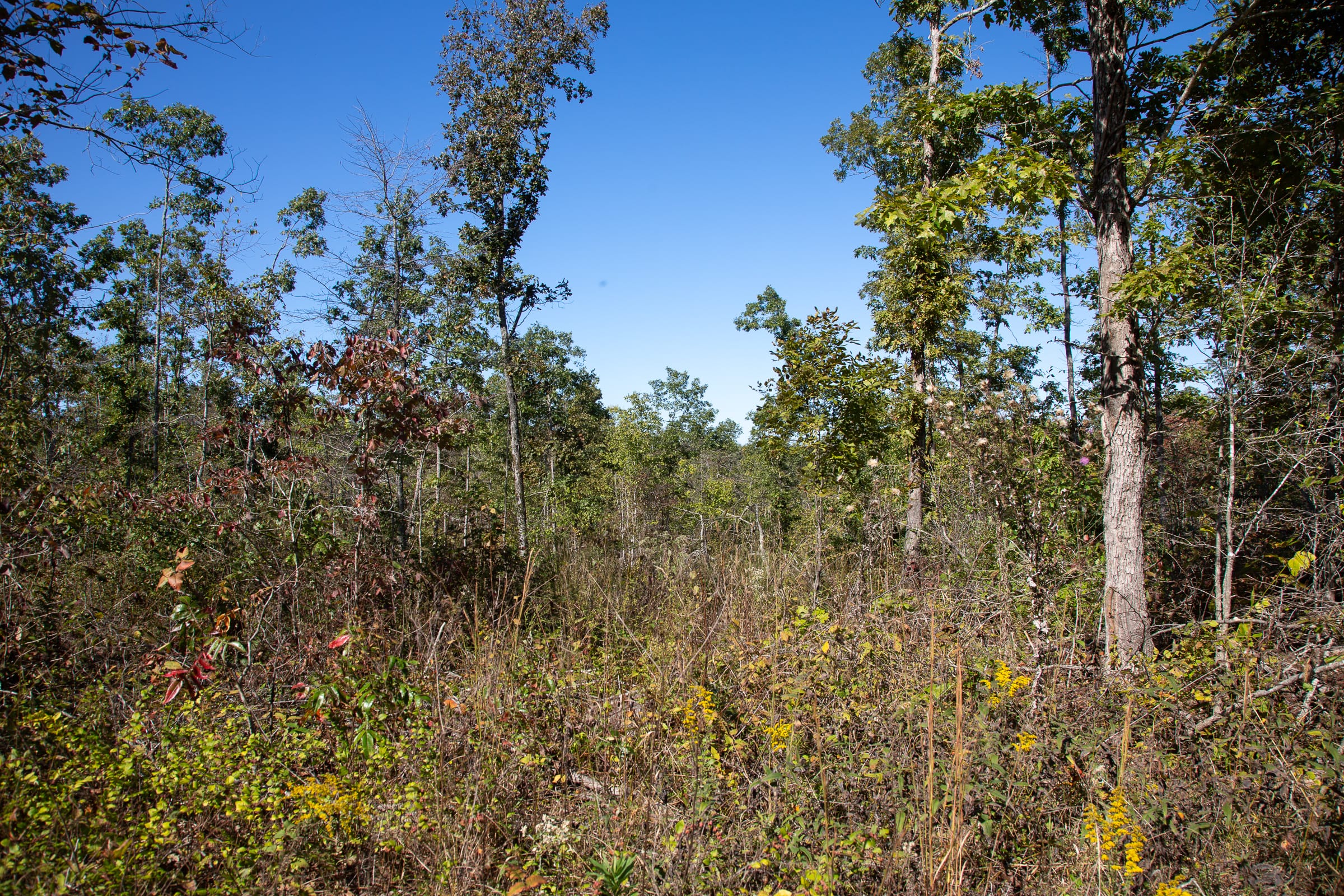 Borgmann’s Hollow Phase III Tract 99 photo 7