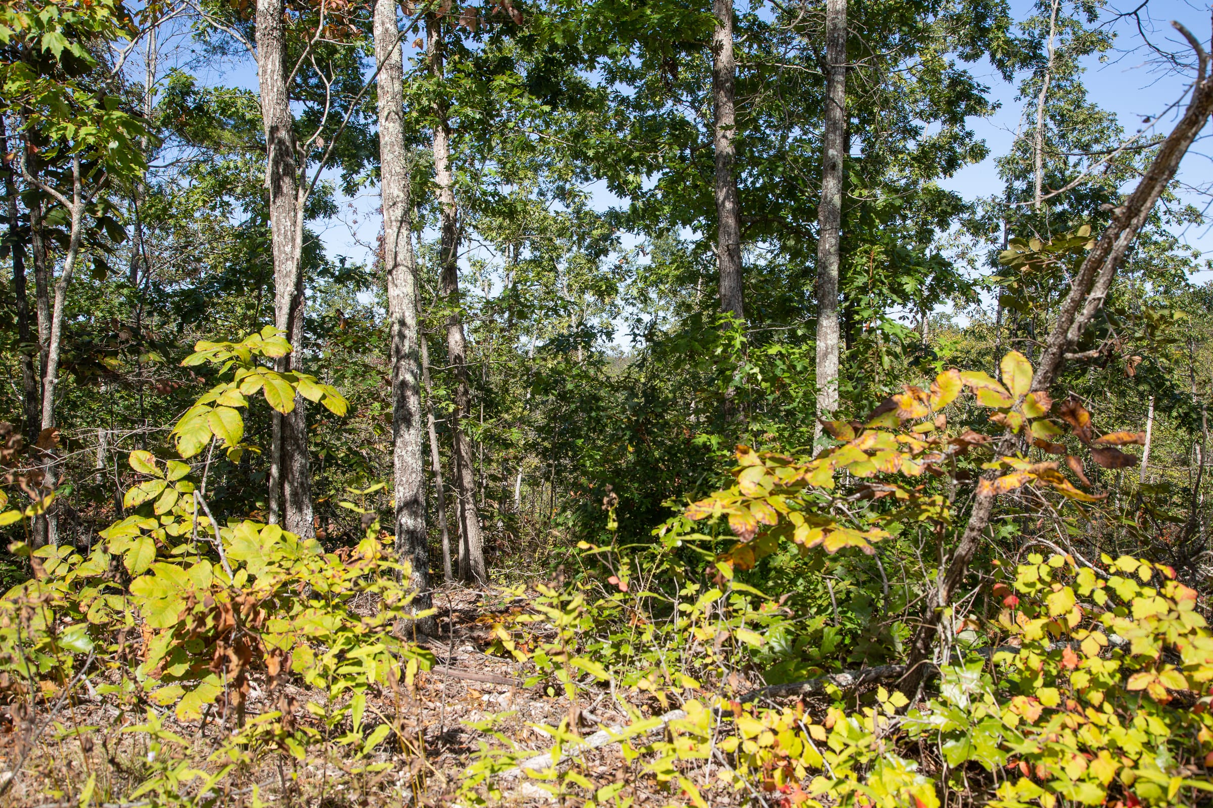 Borgmann’s Hollow Phase III Tract 99 photo 9