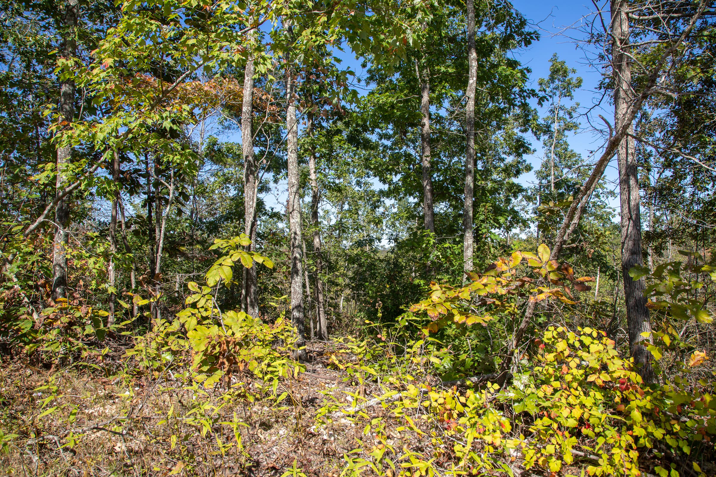 Borgmann’s Hollow Phase III Tract 99 photo 10
