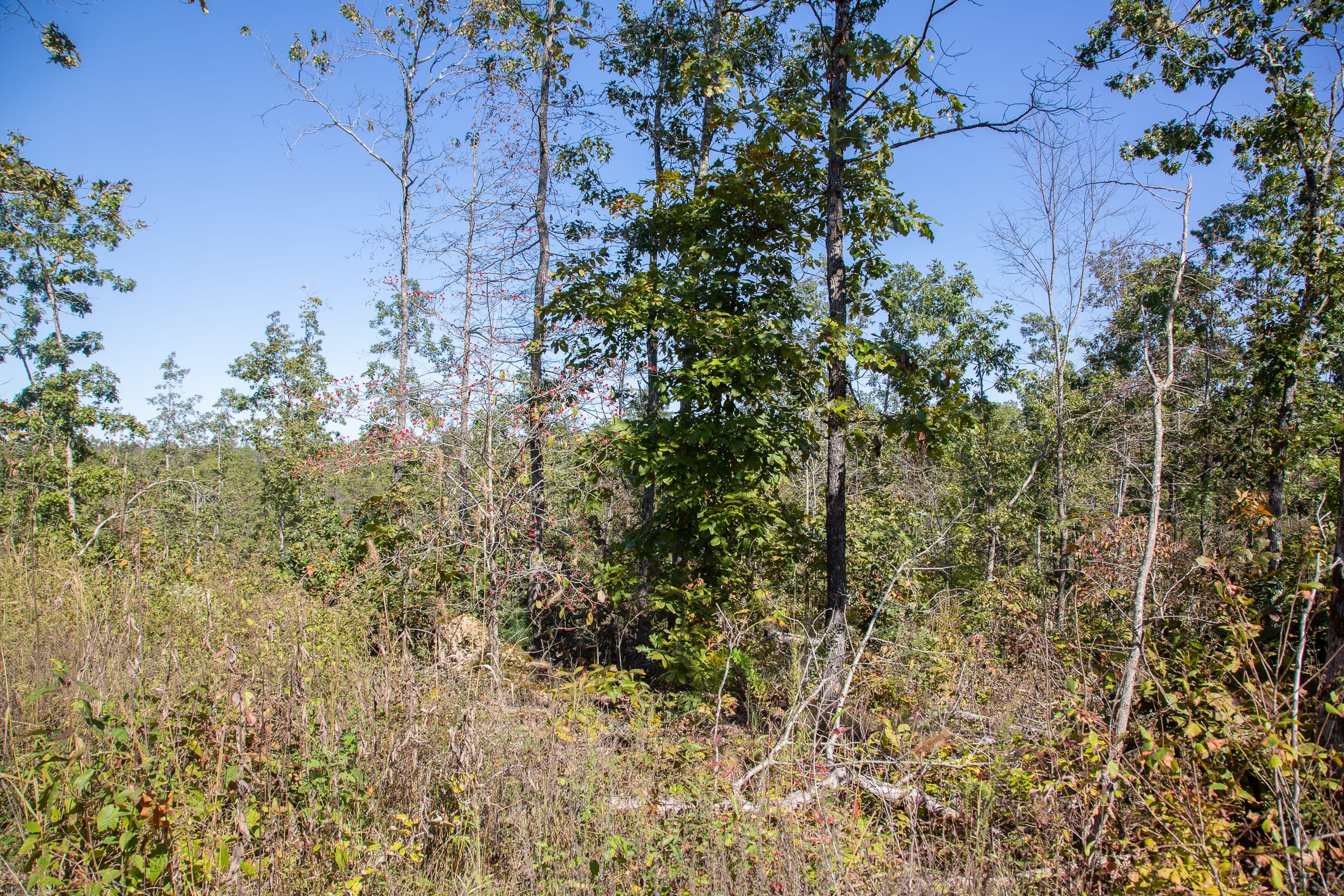 Borgmann’s Hollow Phase III Tract 99 photo 11