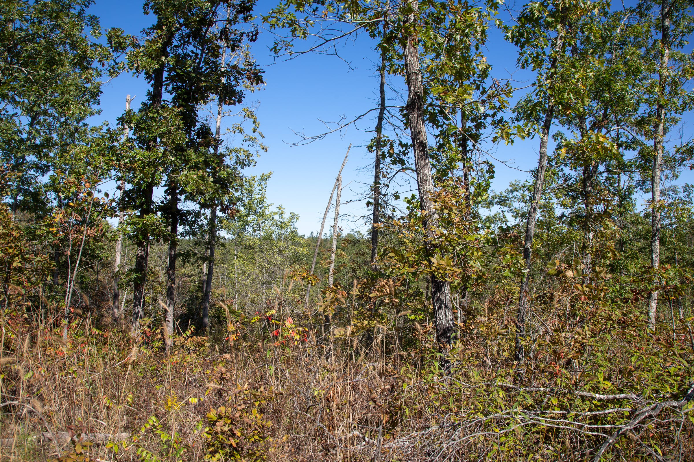 Borgmann’s Hollow Phase III Tract 99 photo 12