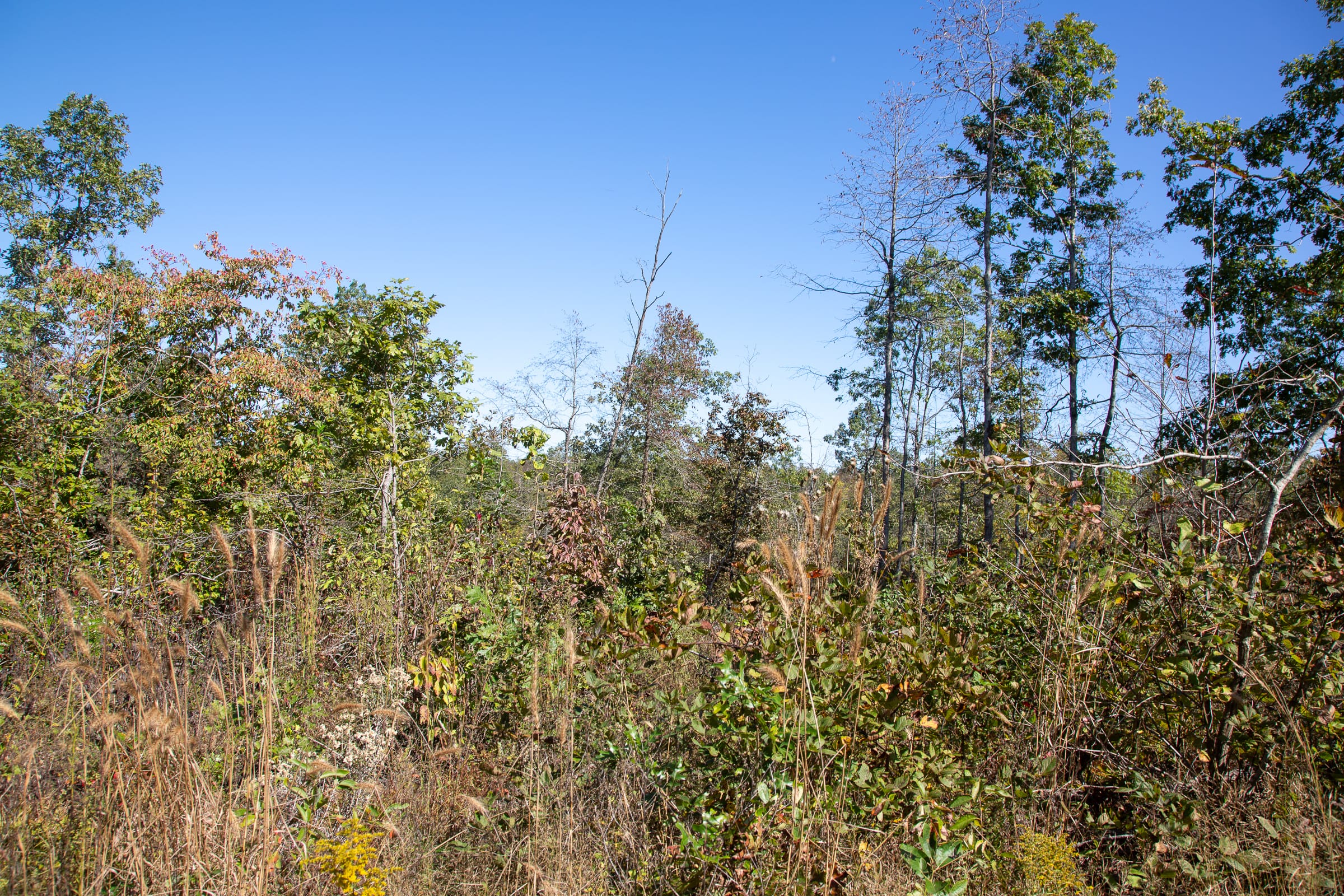Borgmann’s Hollow Phase III Tract 99 photo 13