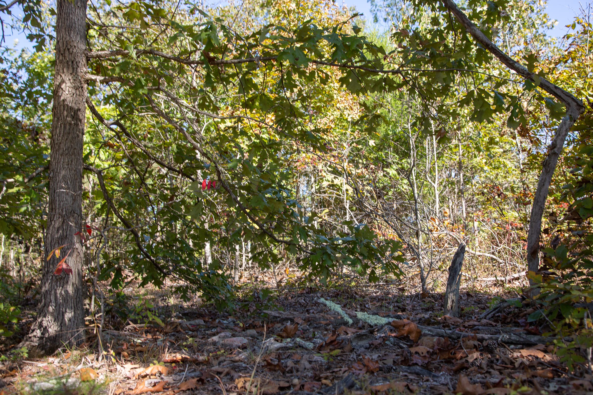 Borgmann’s Hollow Phase III Tract 99 photo 14